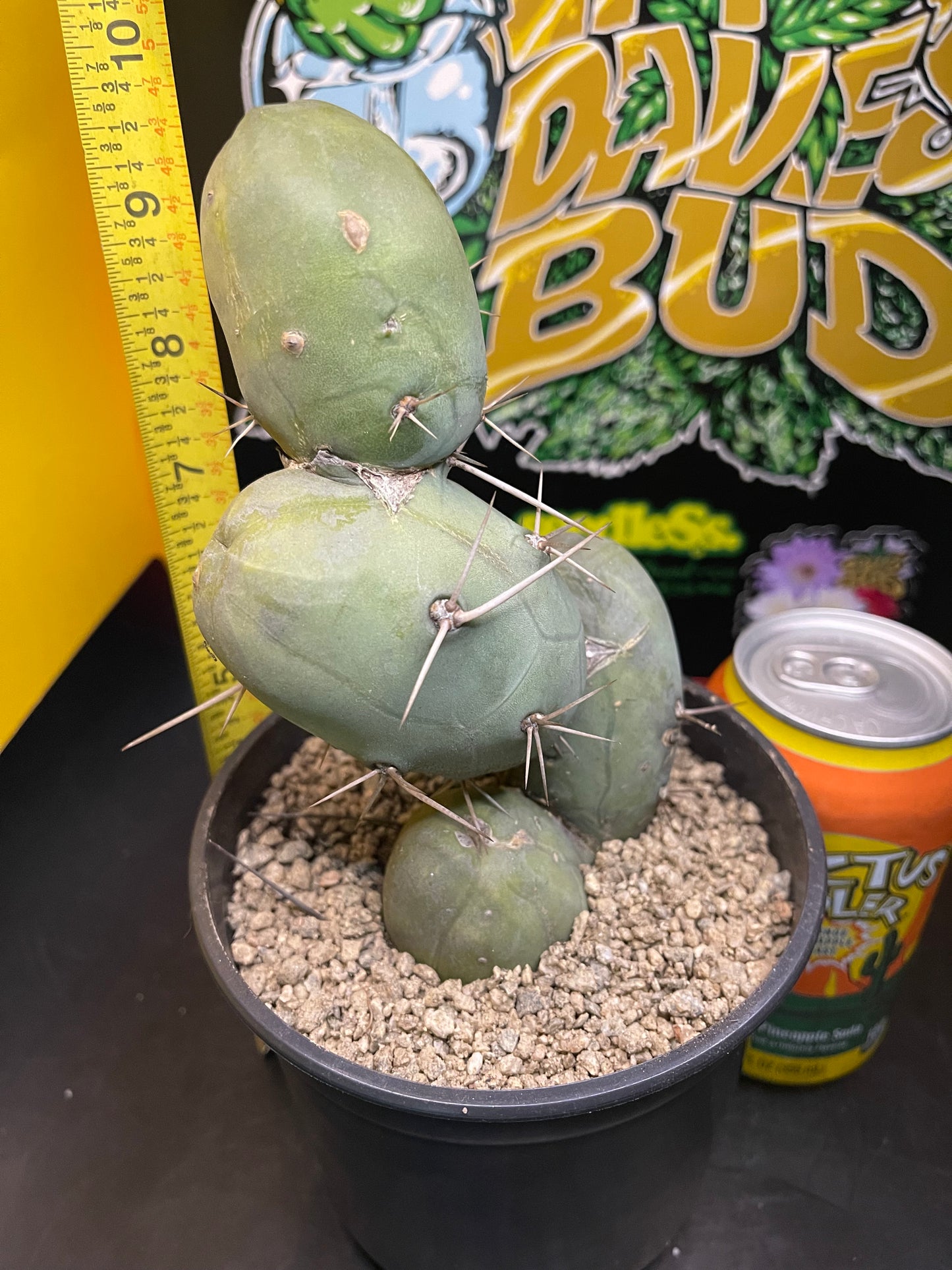 PENISCACTUS !!