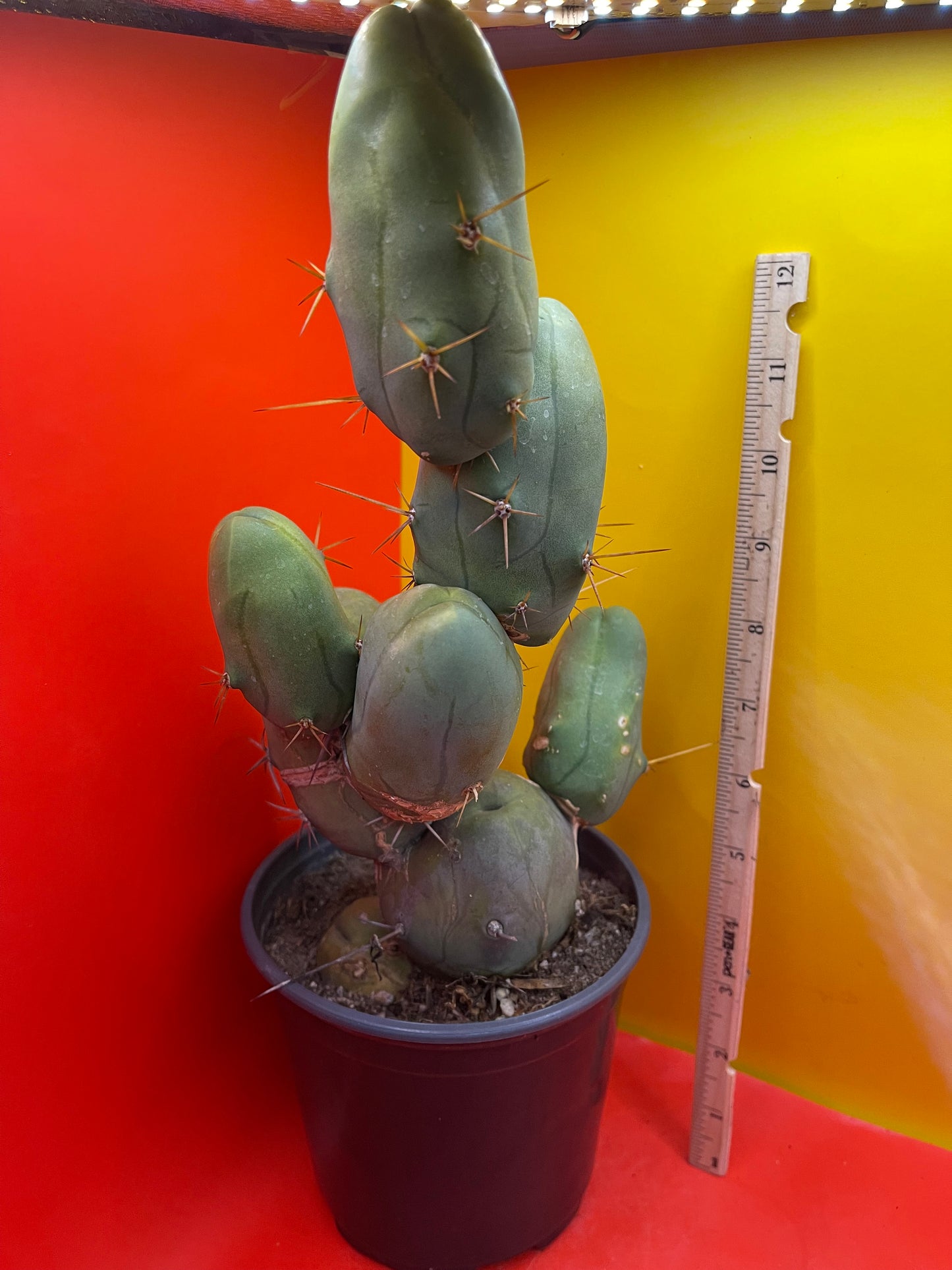 EXTRA LARGE TBM-b cactus in pot