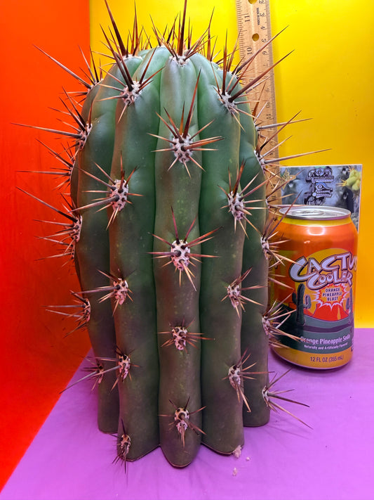 Huge San Pedro Cactus 🌶️Trichocereus Tacaquirensis 5” thick !