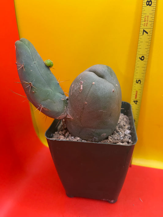 Tbm cactus !!