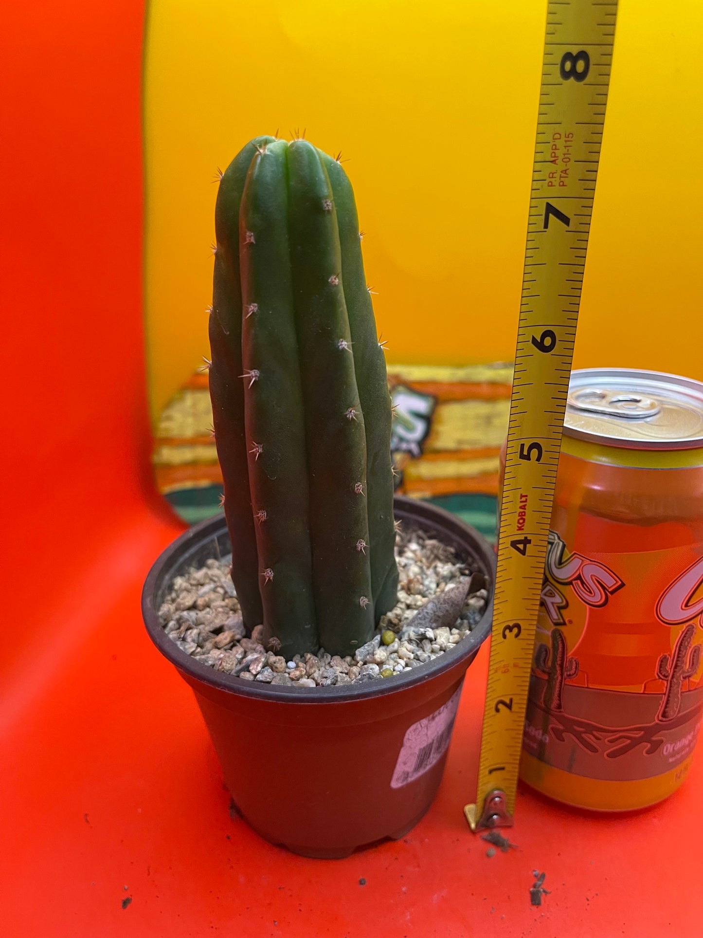 SAN PEDRO CACTUS in a pot