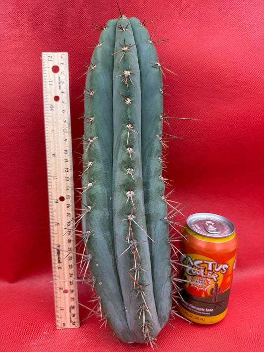 “Serra blue” San Pedro Cactus !