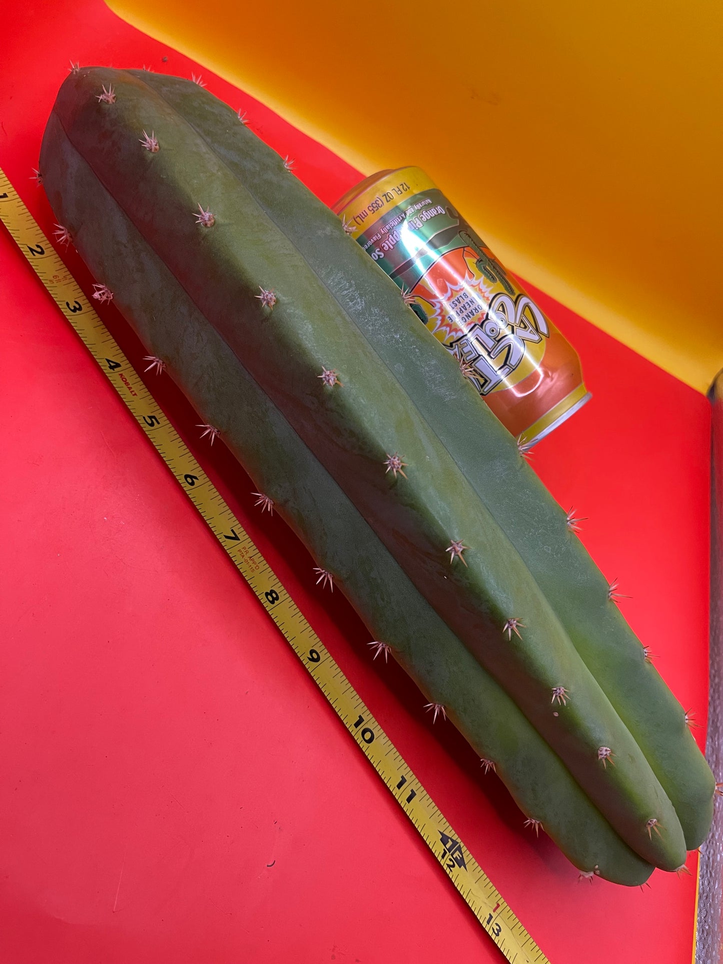 San Pedro cactus ! 12”-14” long 3”+