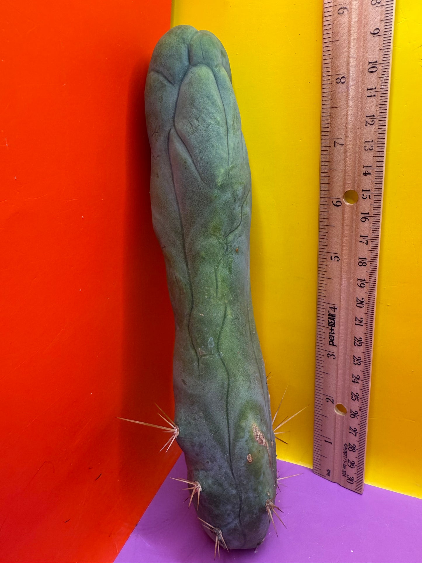 TBM-A long form monstrose cactus !