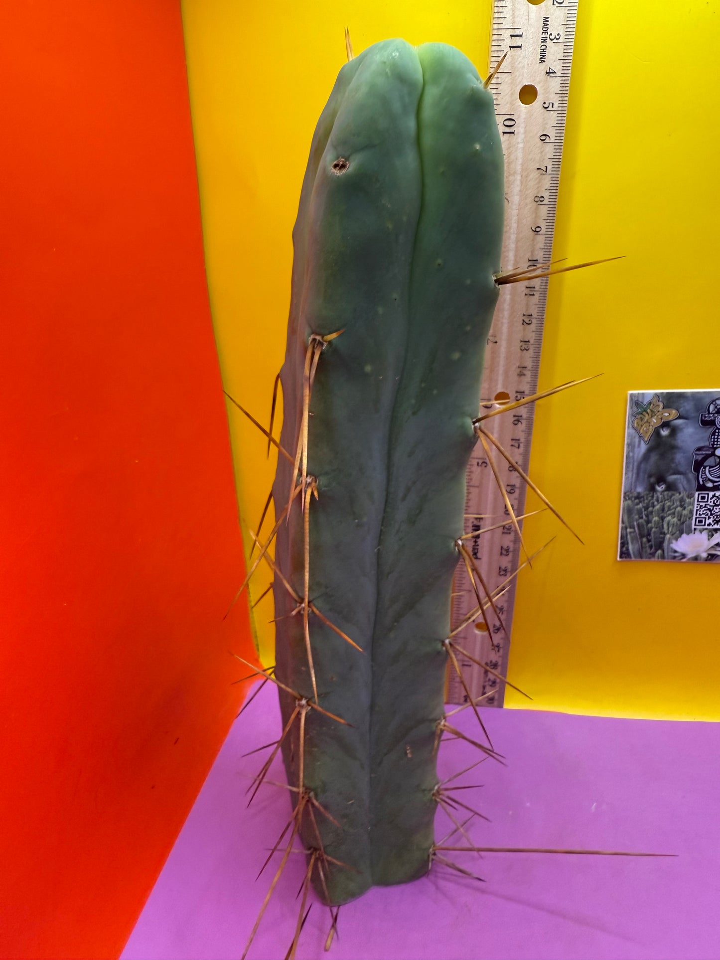 4 Wind Bridgesii “LMA” La Mirada Angelo