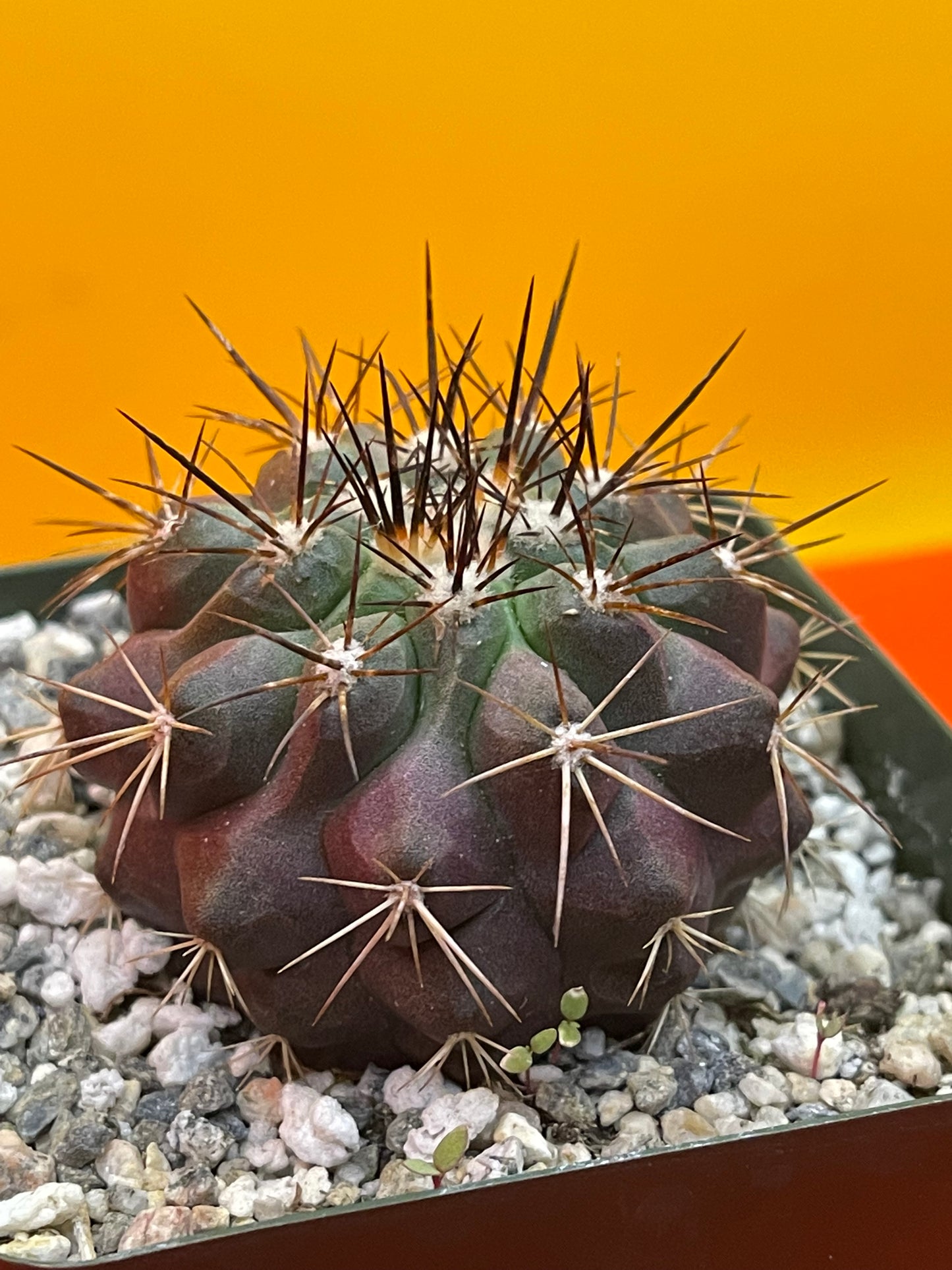 Copiapoa !!!