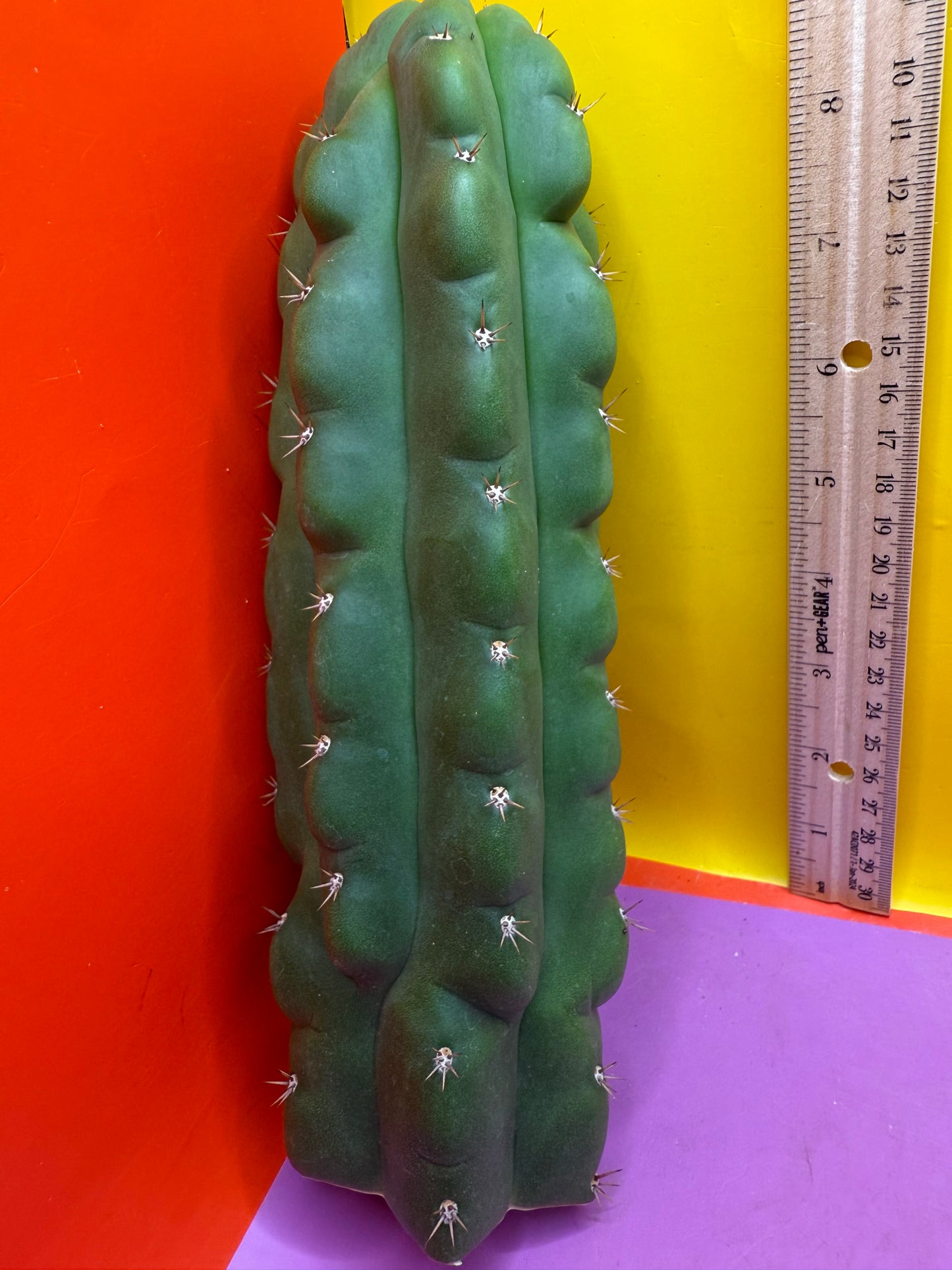 TPM ! Monstrose tricho