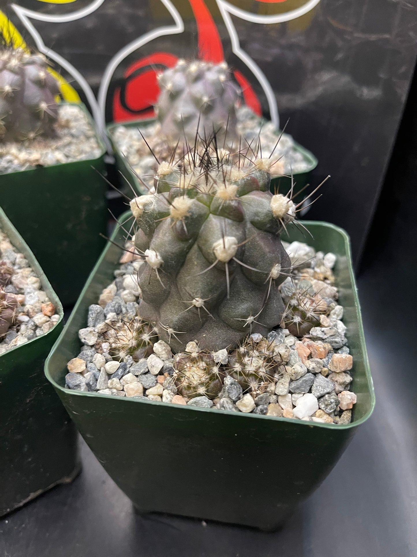 COPIAPOA HUMILIS