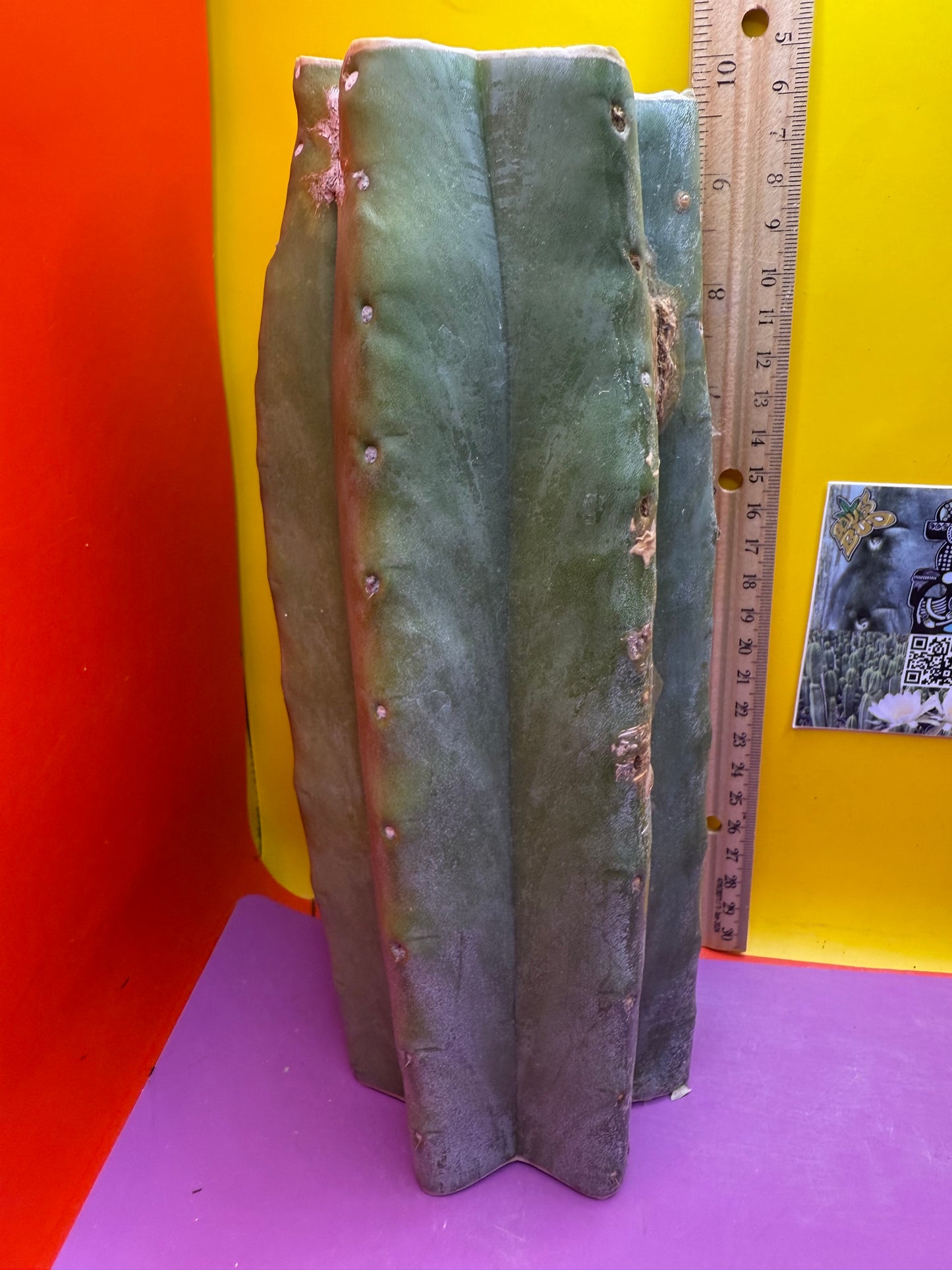 Thick Cahuilla off original motherstand ! !!!