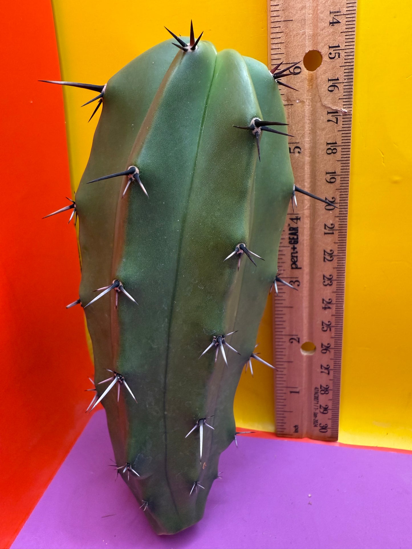 GREEN Myrtillocactus !!