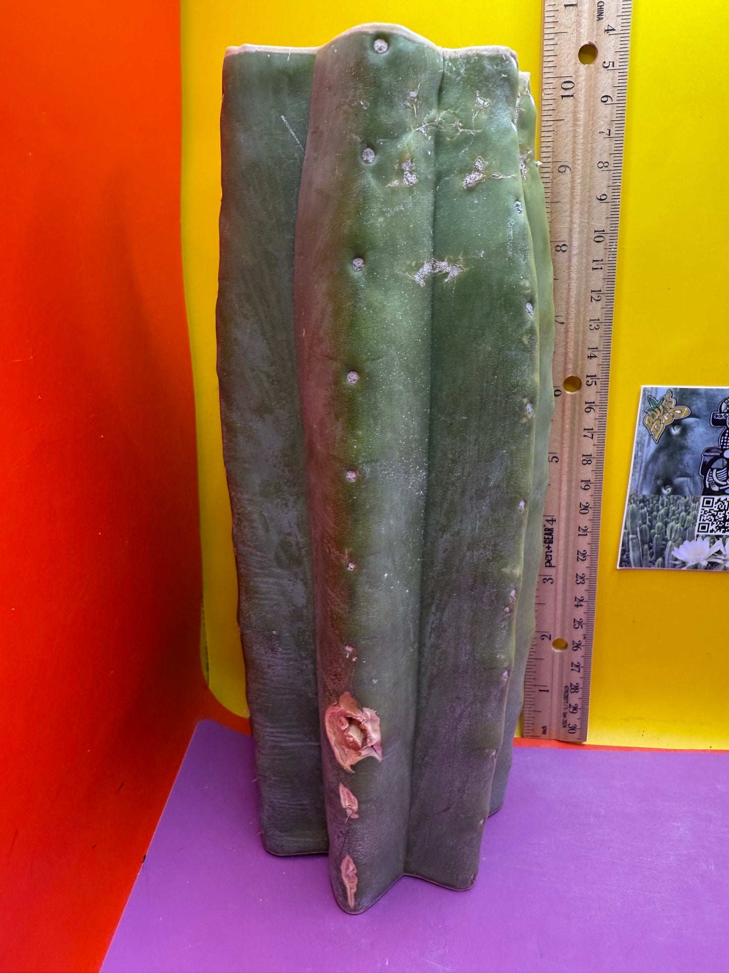 Thick Cahuilla off original motherstand ! !!!