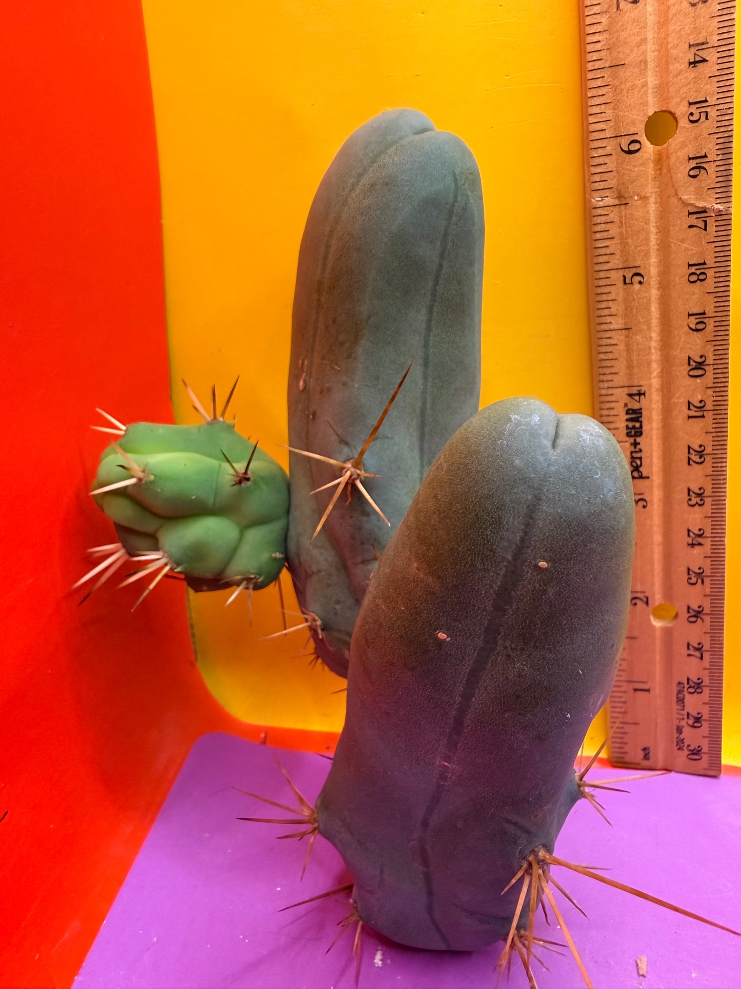 TBM !!!! Short form , B