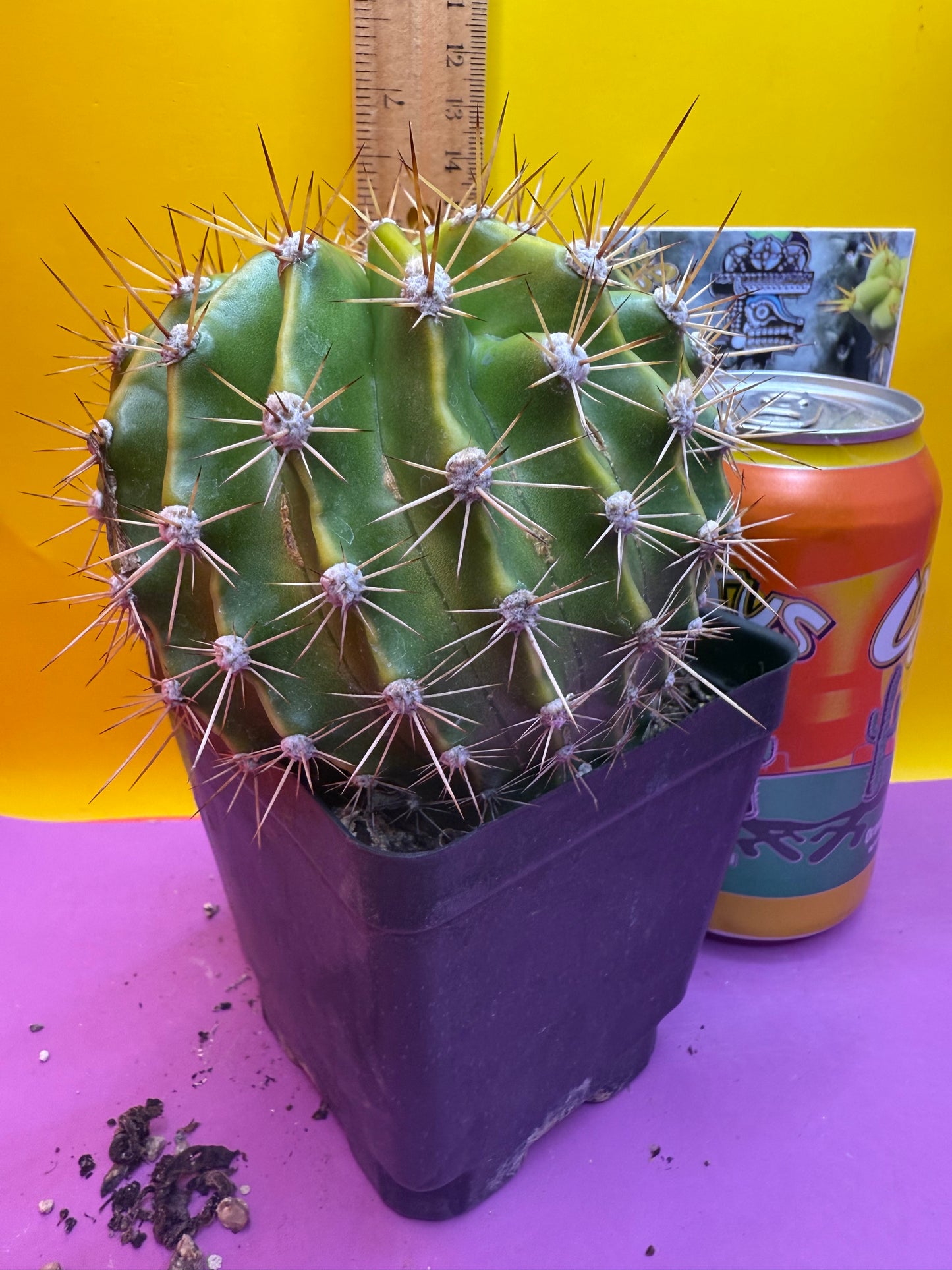 Flowering echinopsis cactus !