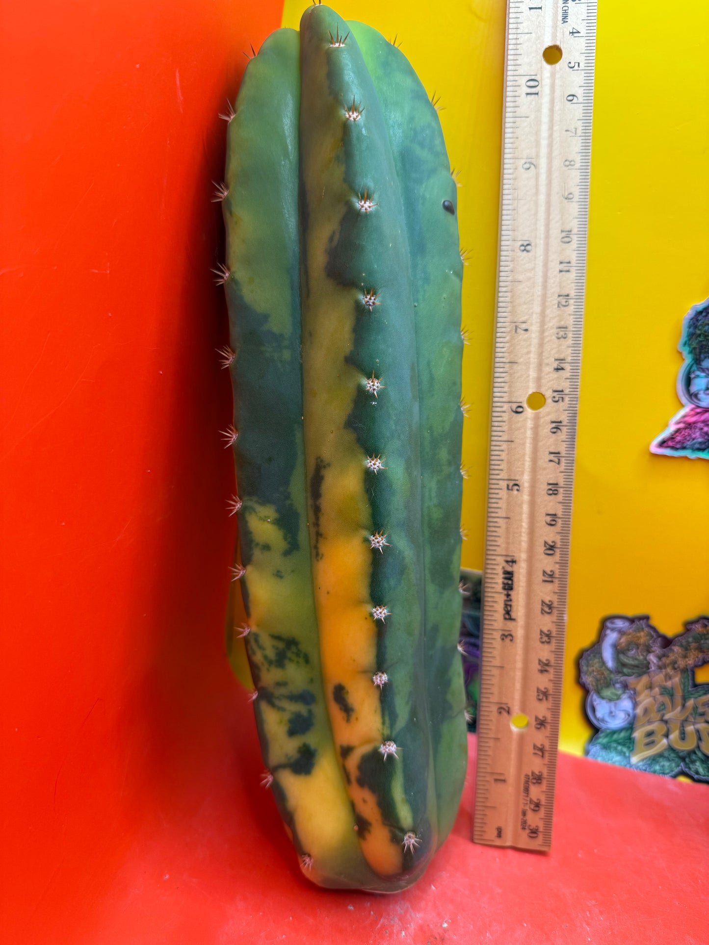 Variegated San Pedro Cactus