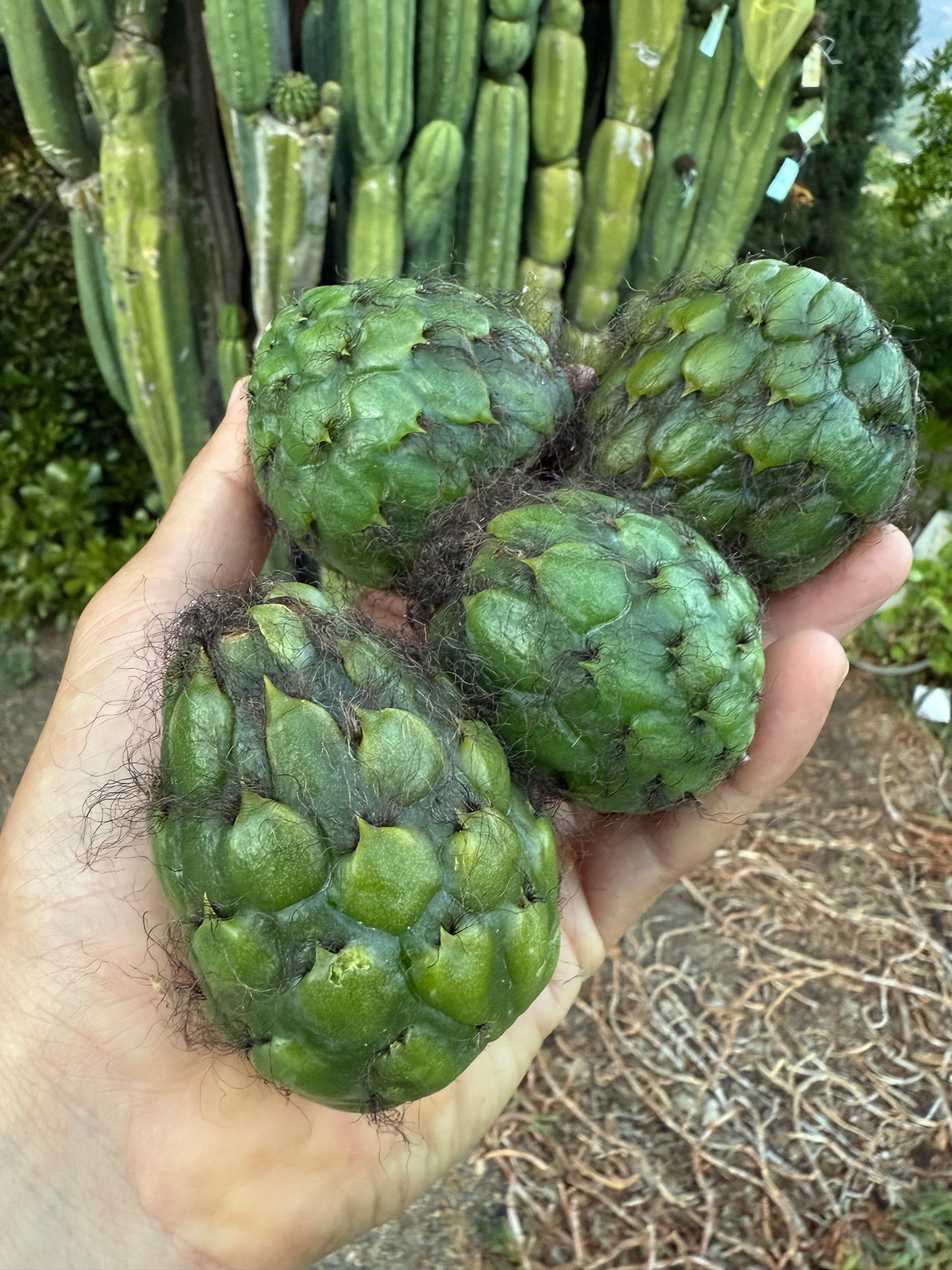 Cahuilla x Candacans Seeds