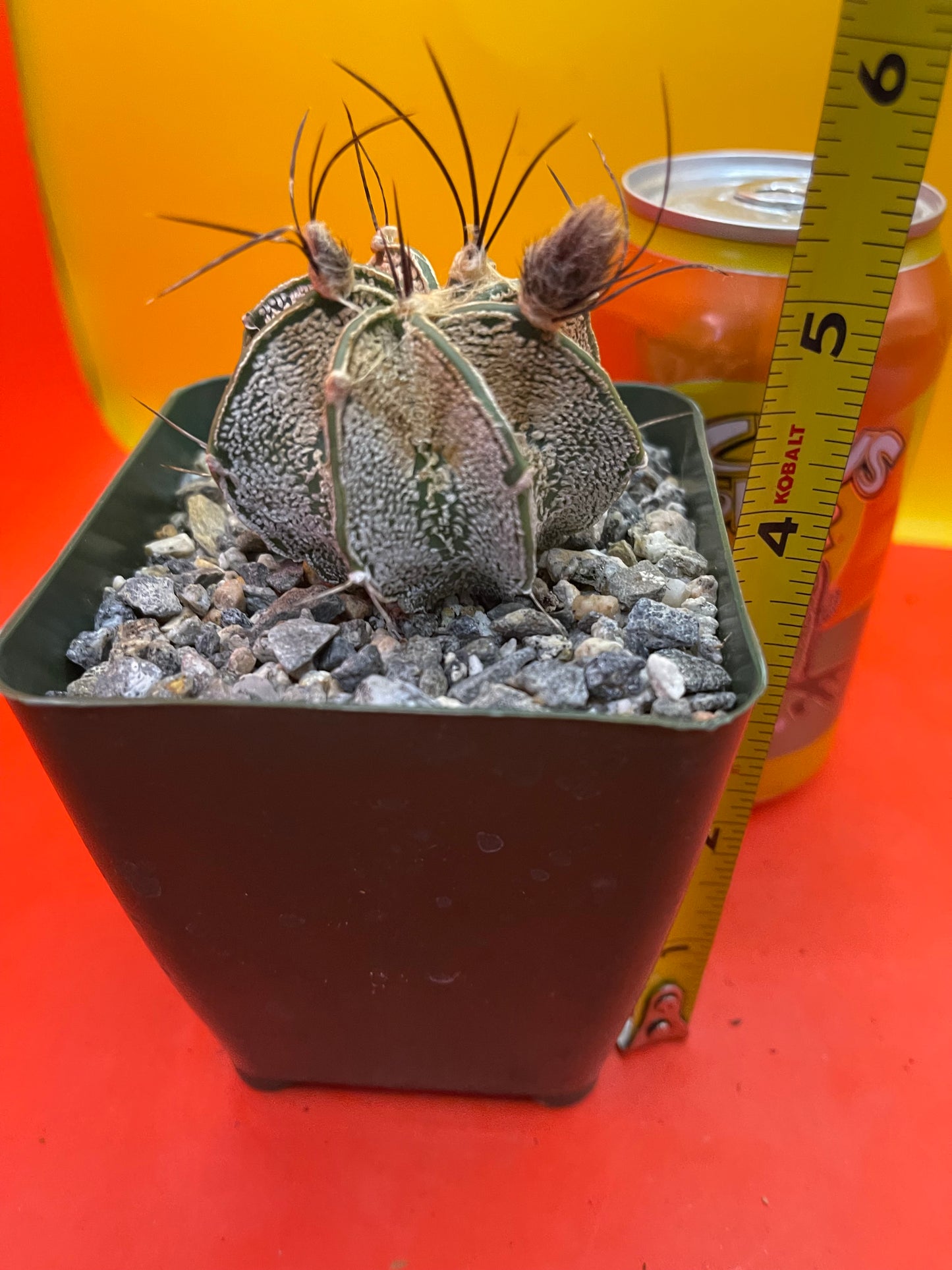 Flowering Astrophytum