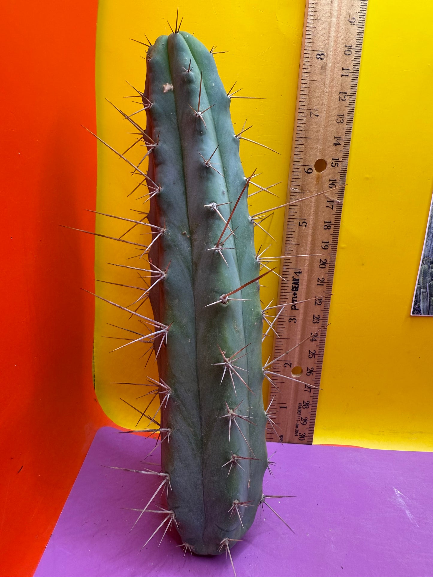 “MINI ME” trichocereus bridgesii