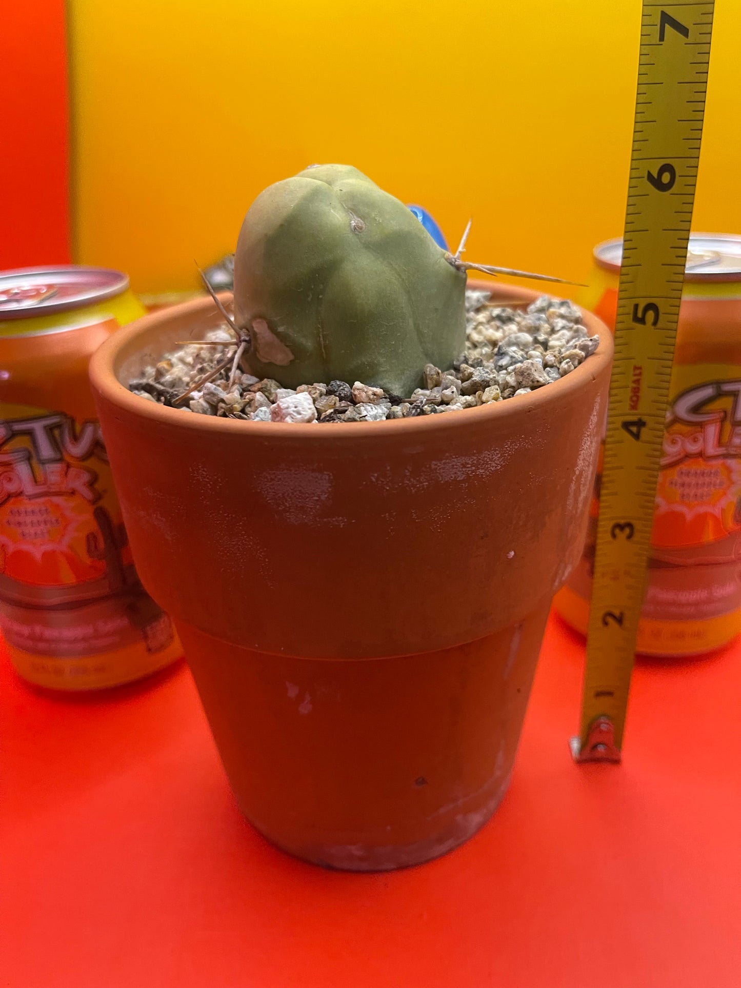 Short form PENISCACTUS !