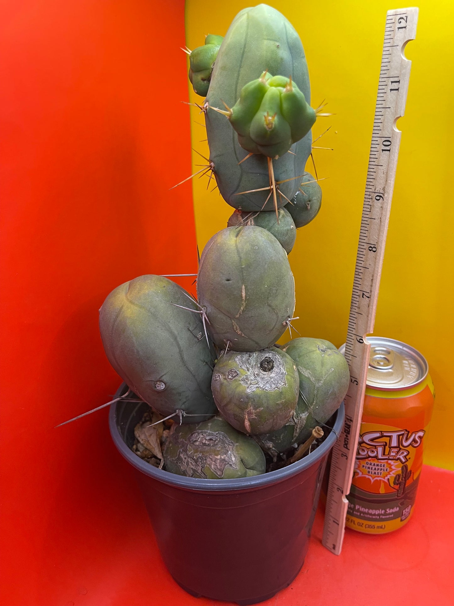 TBM !!! Potted cactus