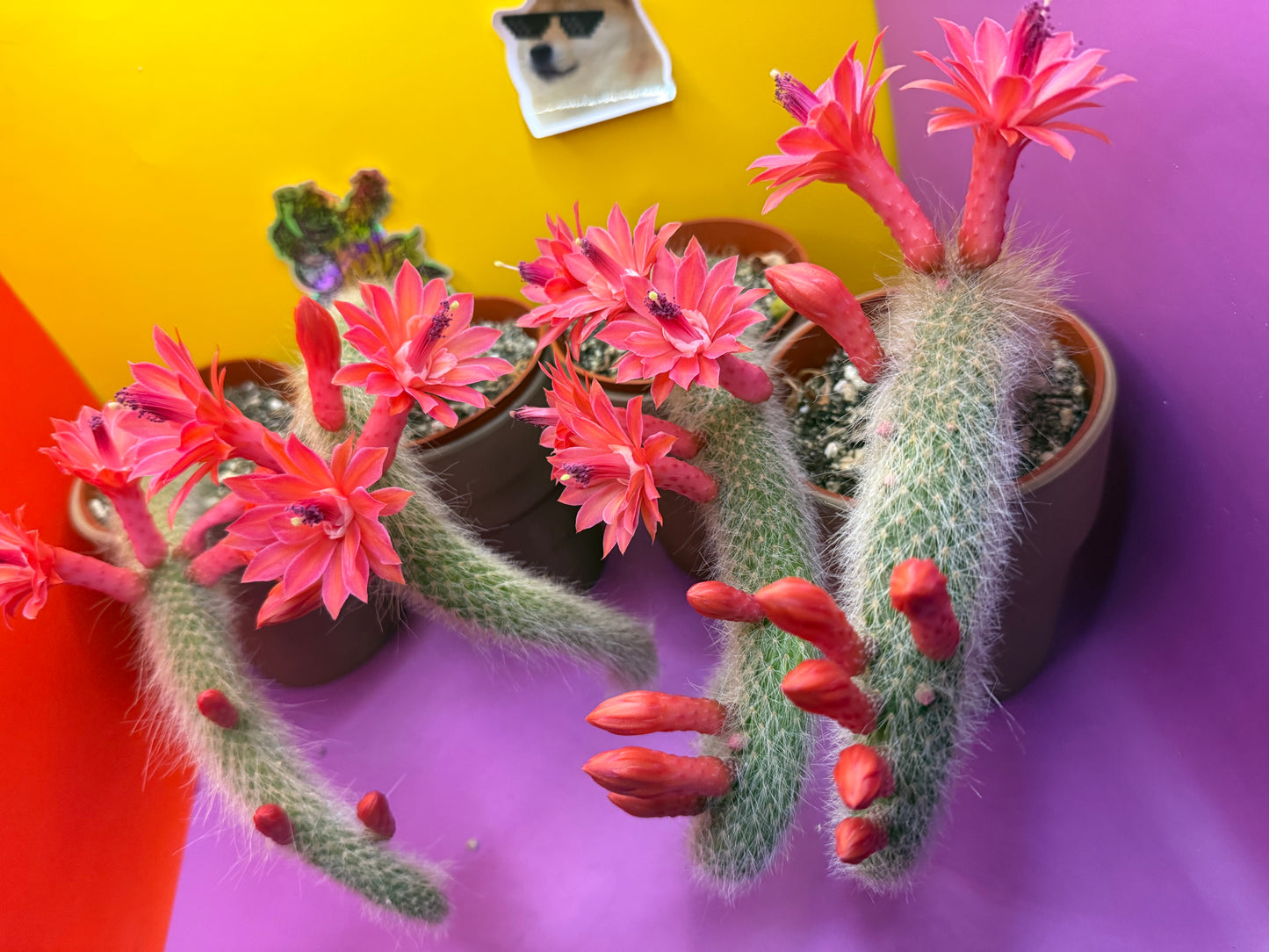 Monkey tail cactus !!