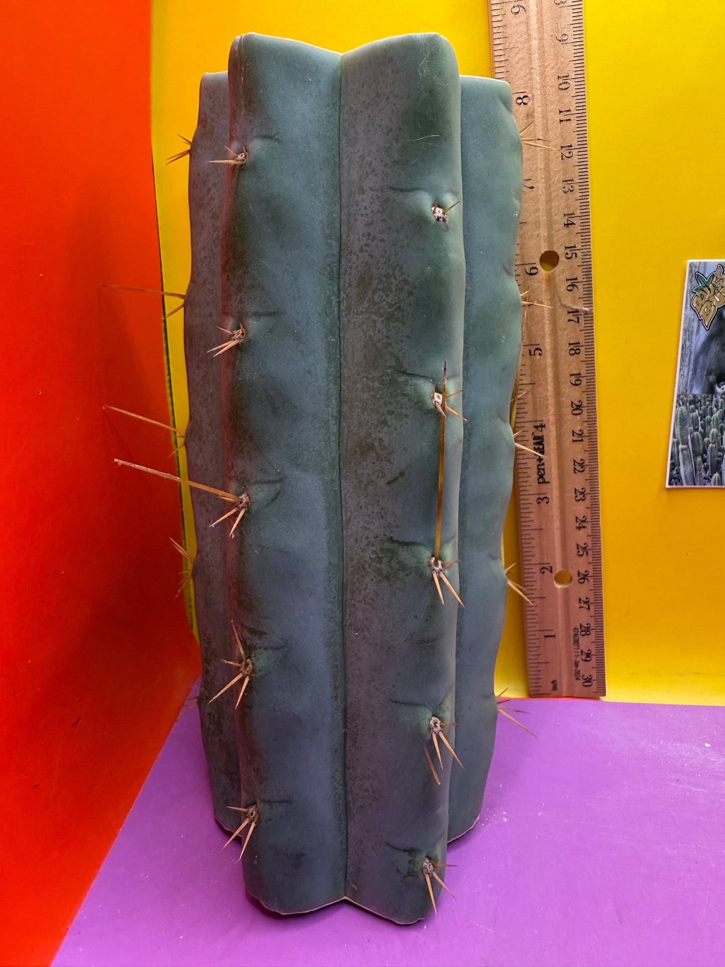 Trichocereus Bridgesii hybrid !