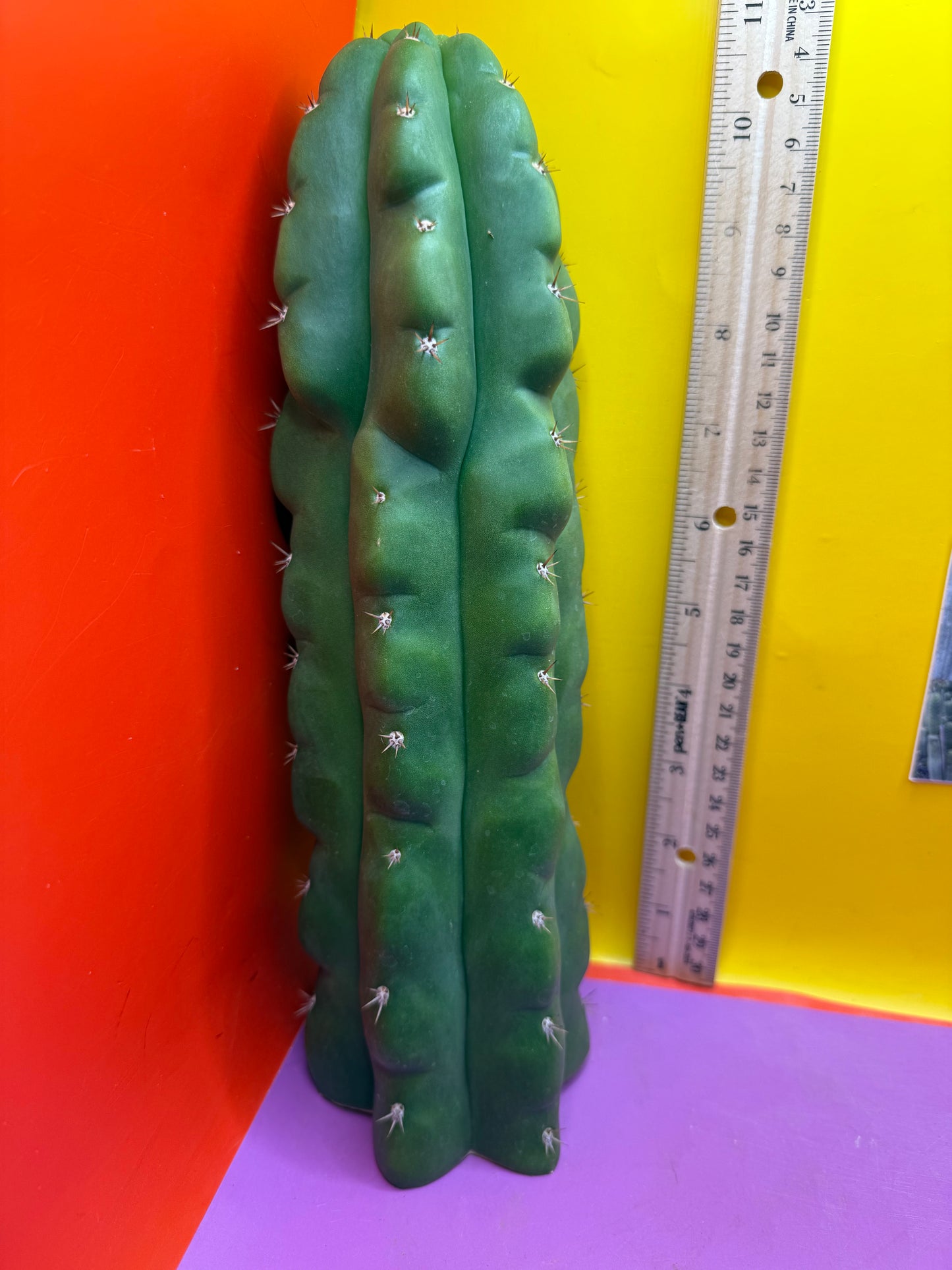 TPM ! Monstrose tricho