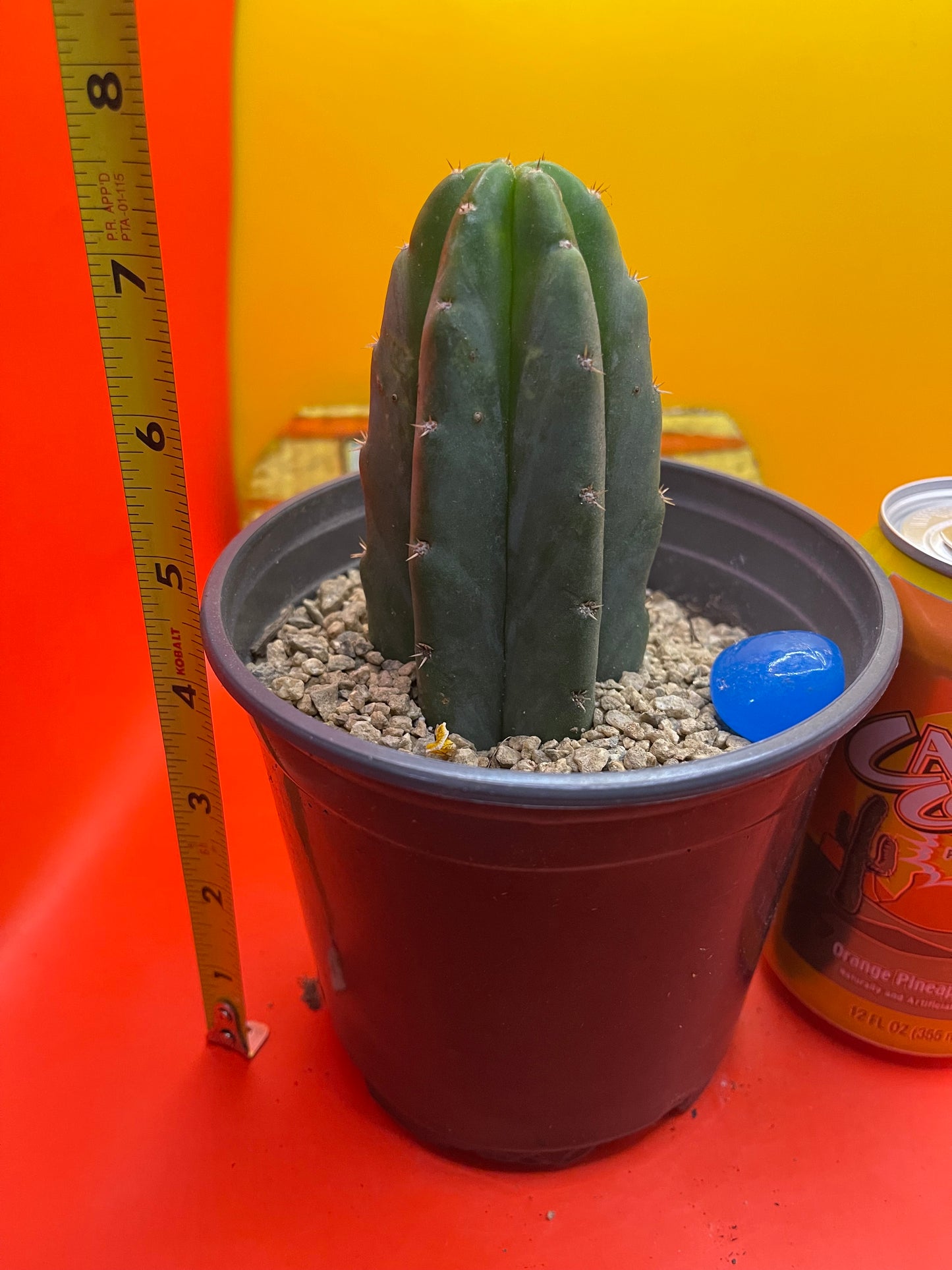 SAN PEDRO CACTUS !