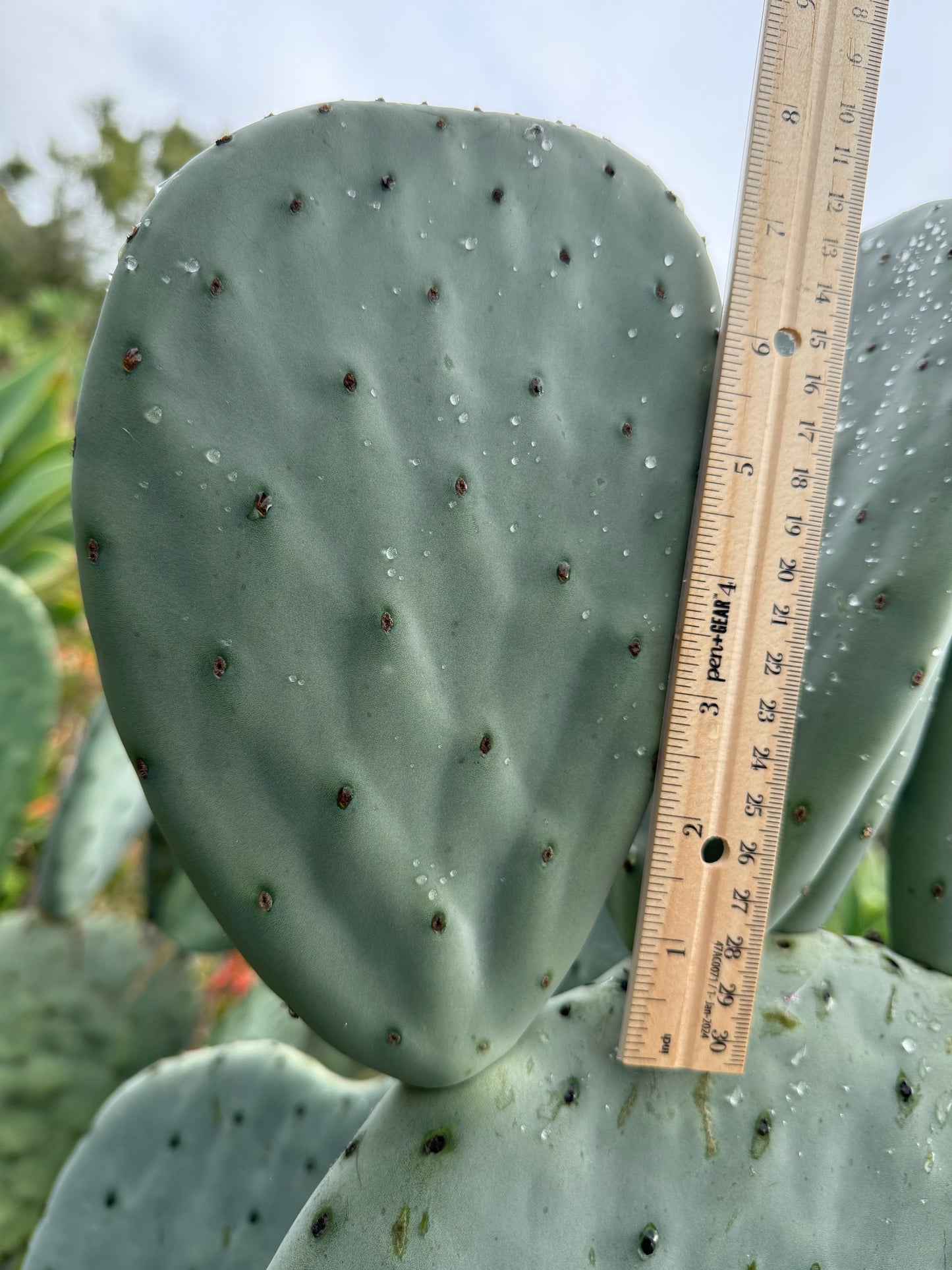 Spineless Opuntia