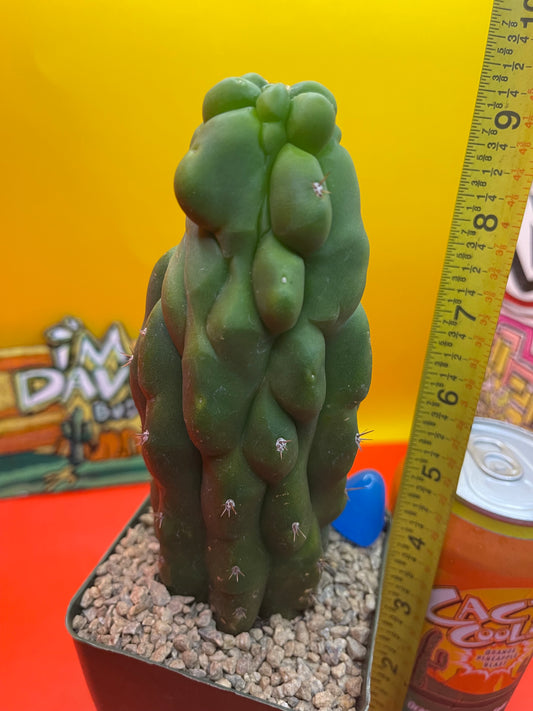 TPM CACTUS