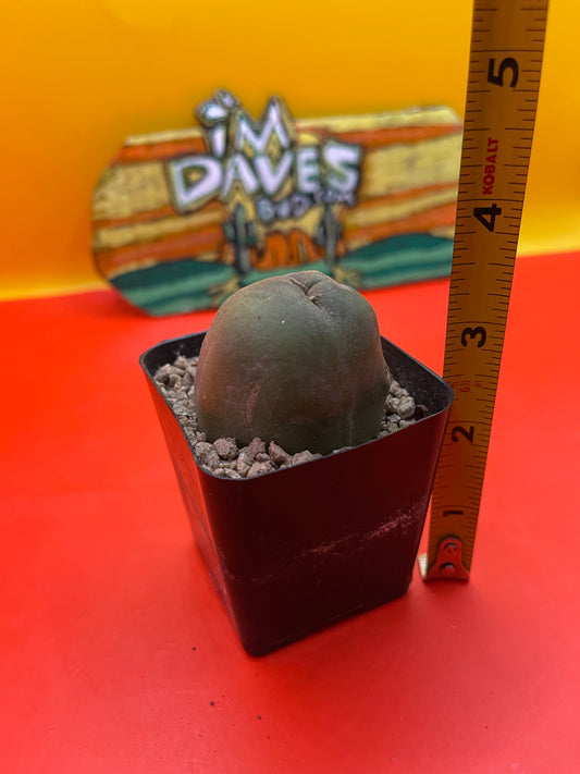 Tbm cactus !