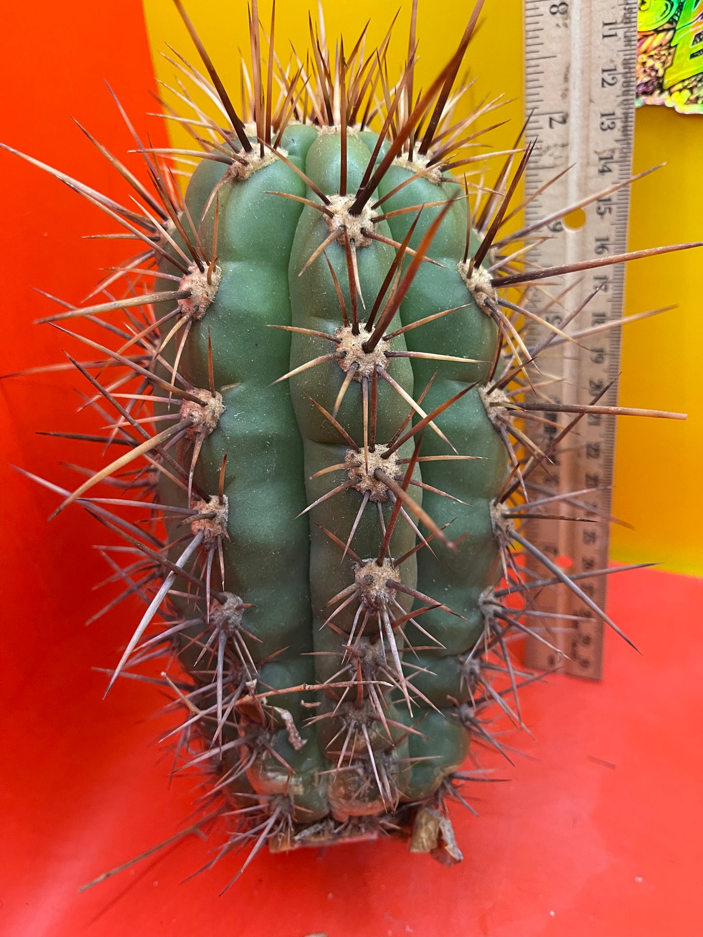 Trichocereus Tacaquirensis