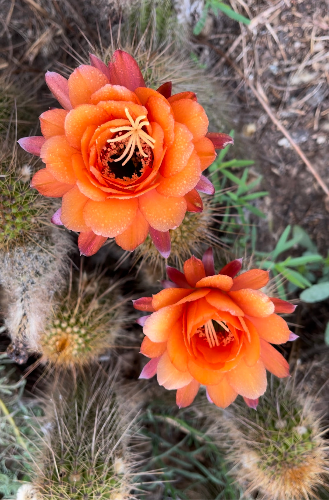 Trichocereus Huasha - 100 fresh seeds harvested July 1st