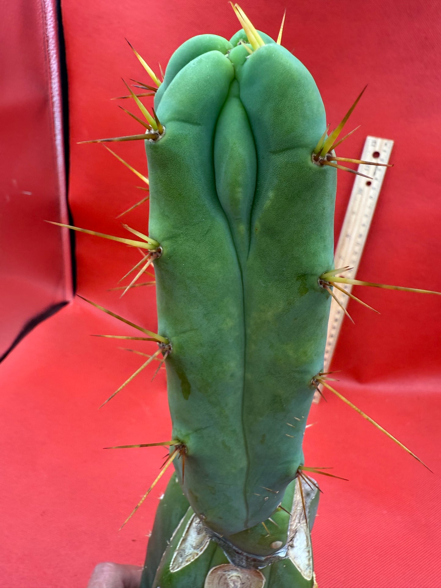 Essedon x Sina Graft , 4 winds !