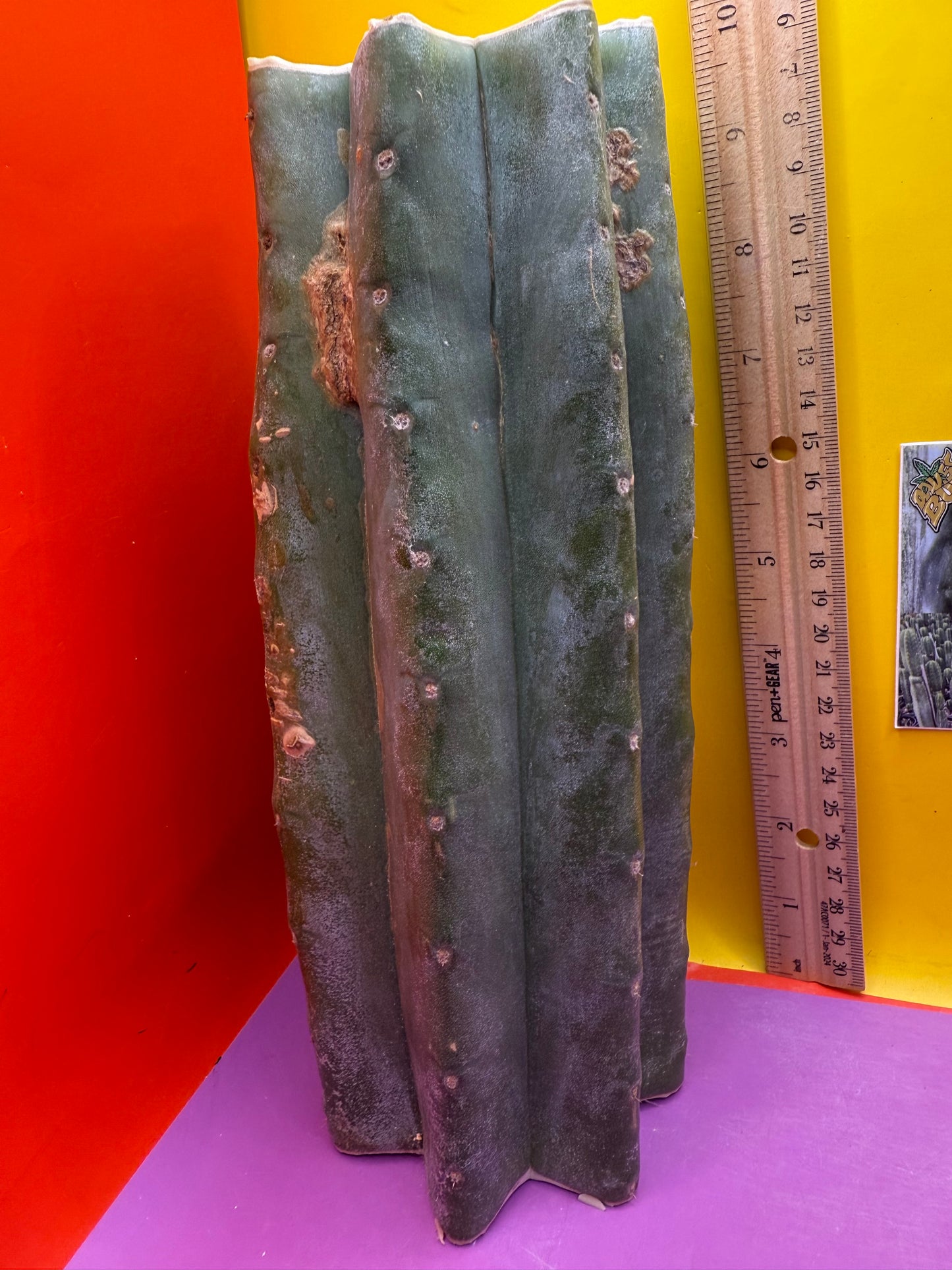 Thick Cahuilla off original motherstand ! !!!