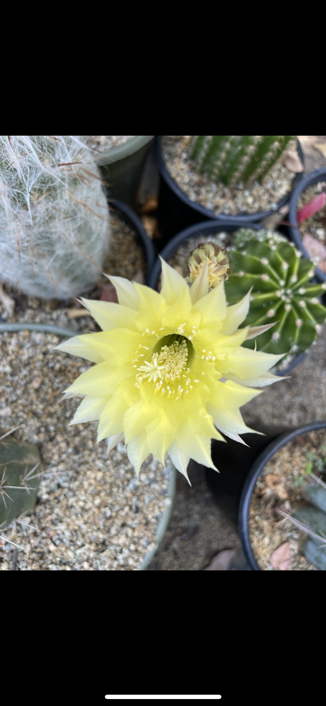 Yellow flowering echinopsis!