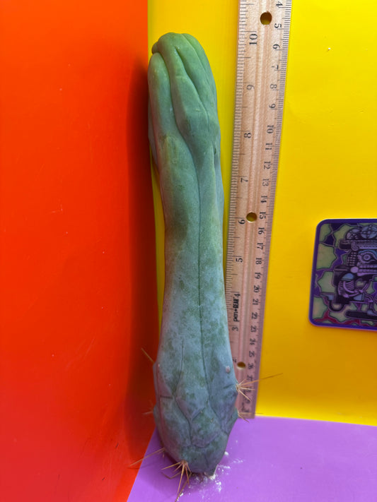 TBM-A long form monstrose cactus !