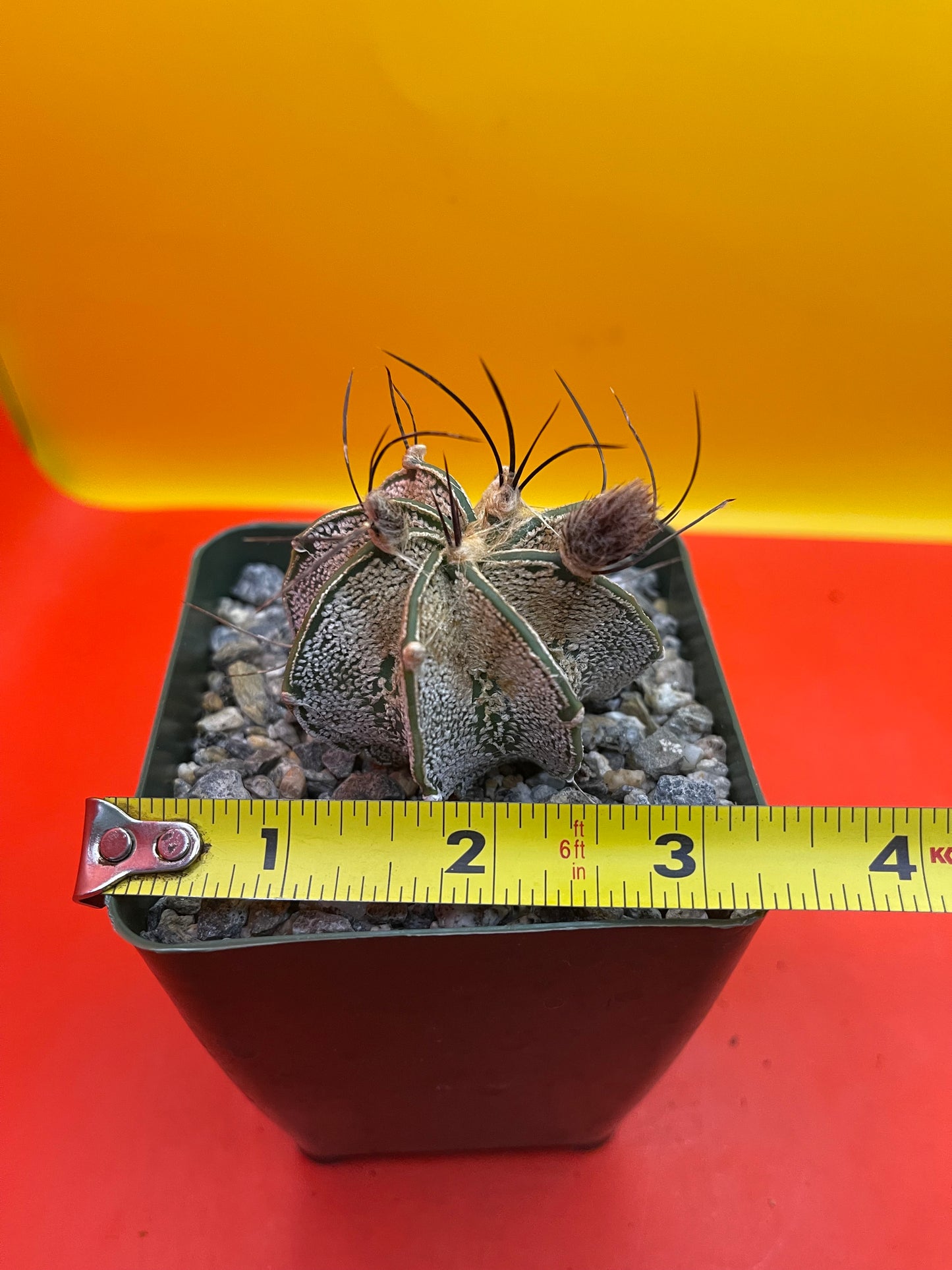 Flowering Astrophytum