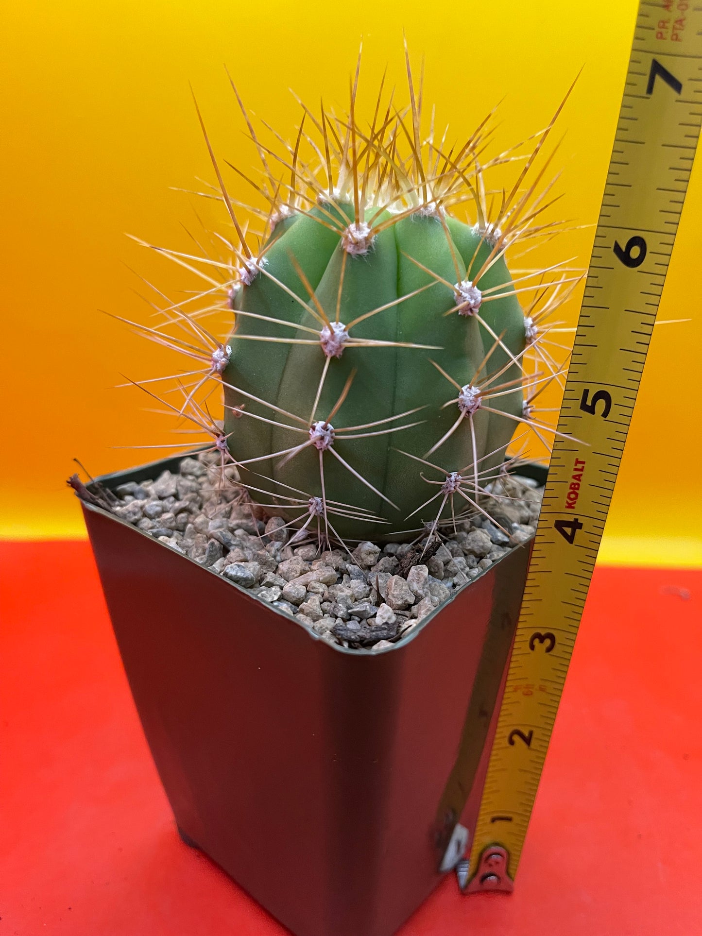 Trichocereus Terscheckii