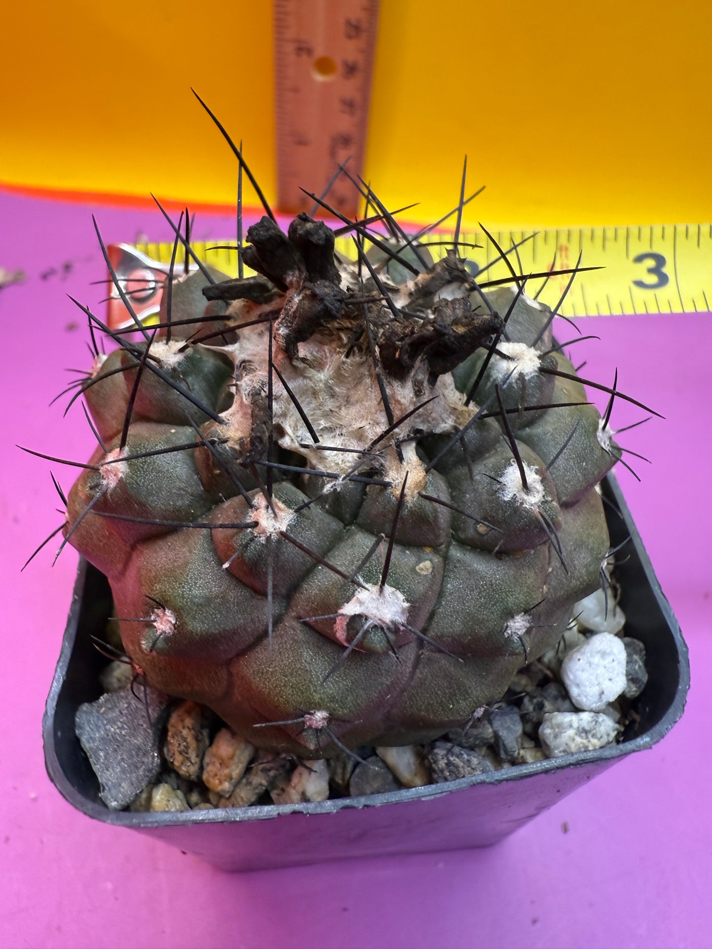 Copiapoa