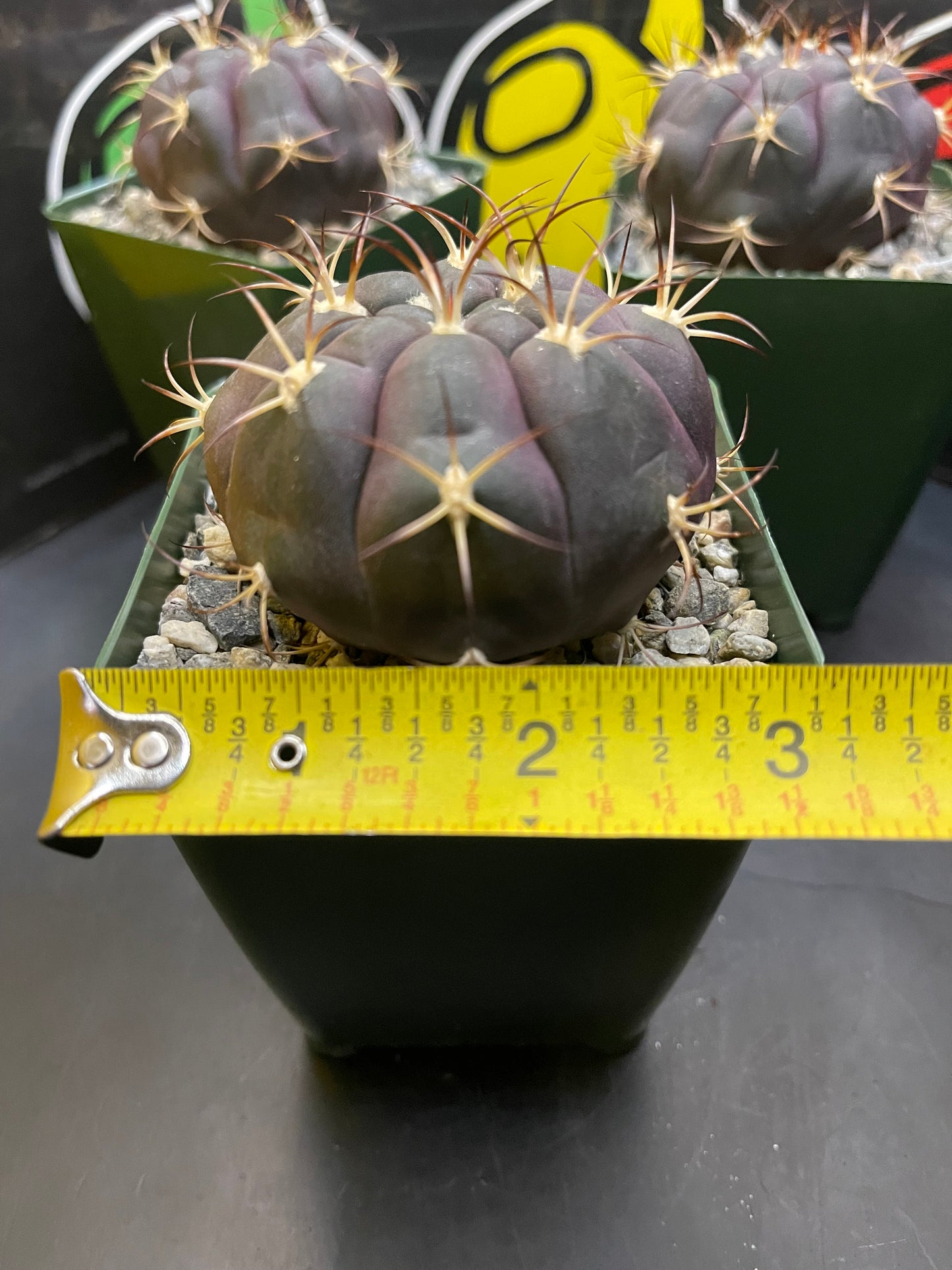 Gymnocalycium pflanzii albipulpa Beautiful flawless purple cacti !