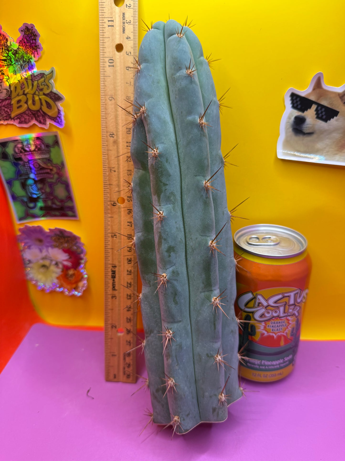 Sharxx Blue O.P. This exact cactus