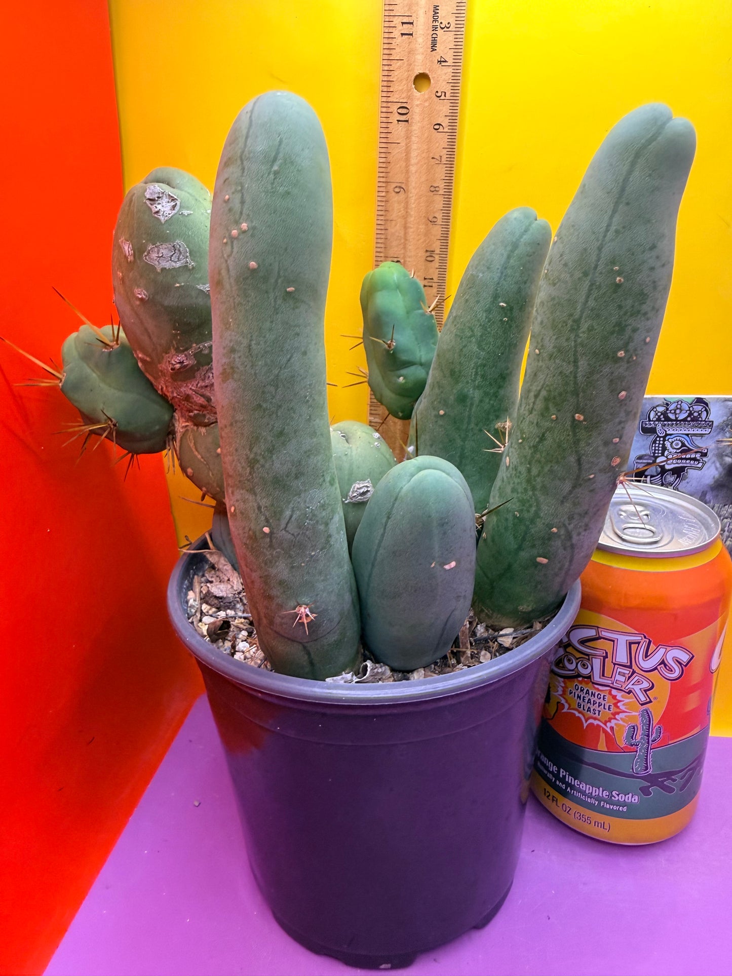 TBM CACTUS tall and branching !  shipped in pot  9 segments -