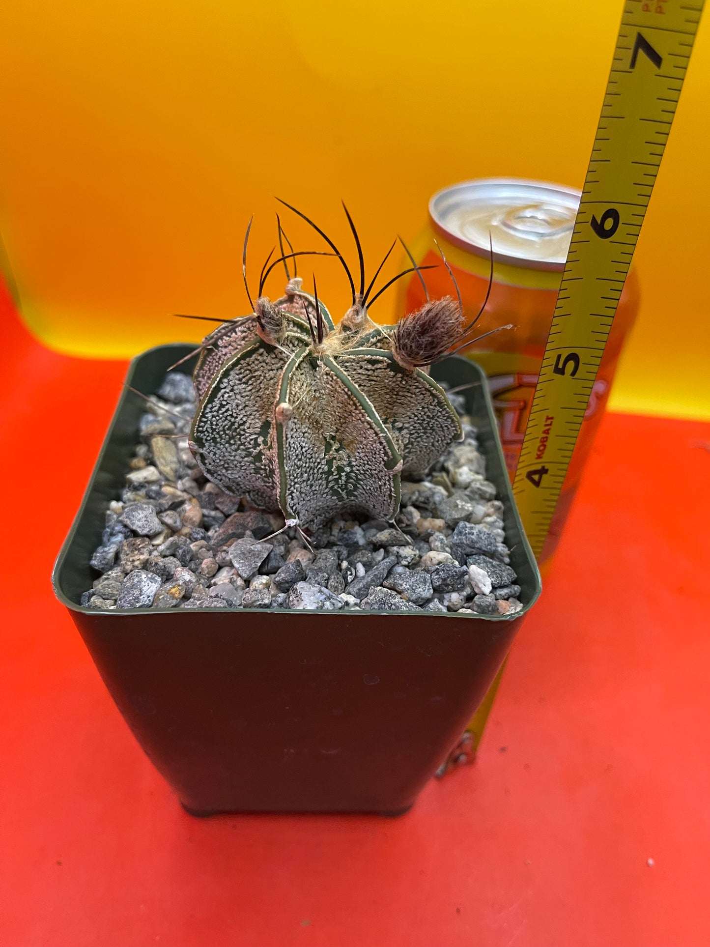 Flowering Astrophytum