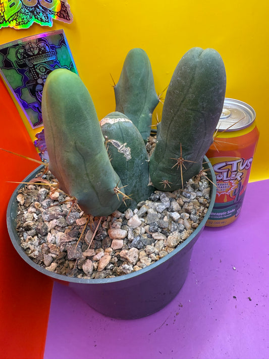 TBM potted cactus with 4 segments !!
