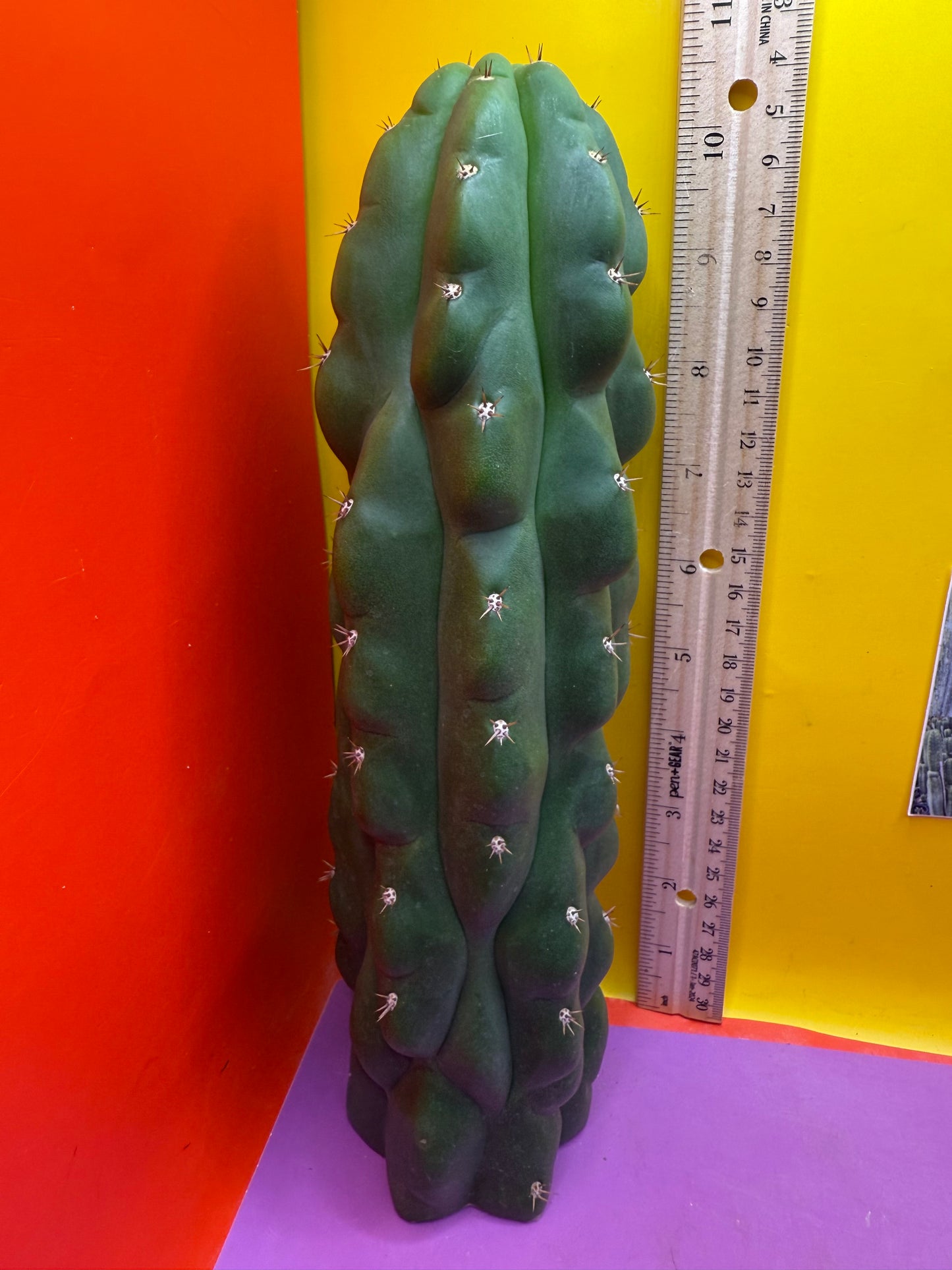 Monstrose San Pedro Cactus! This exact one