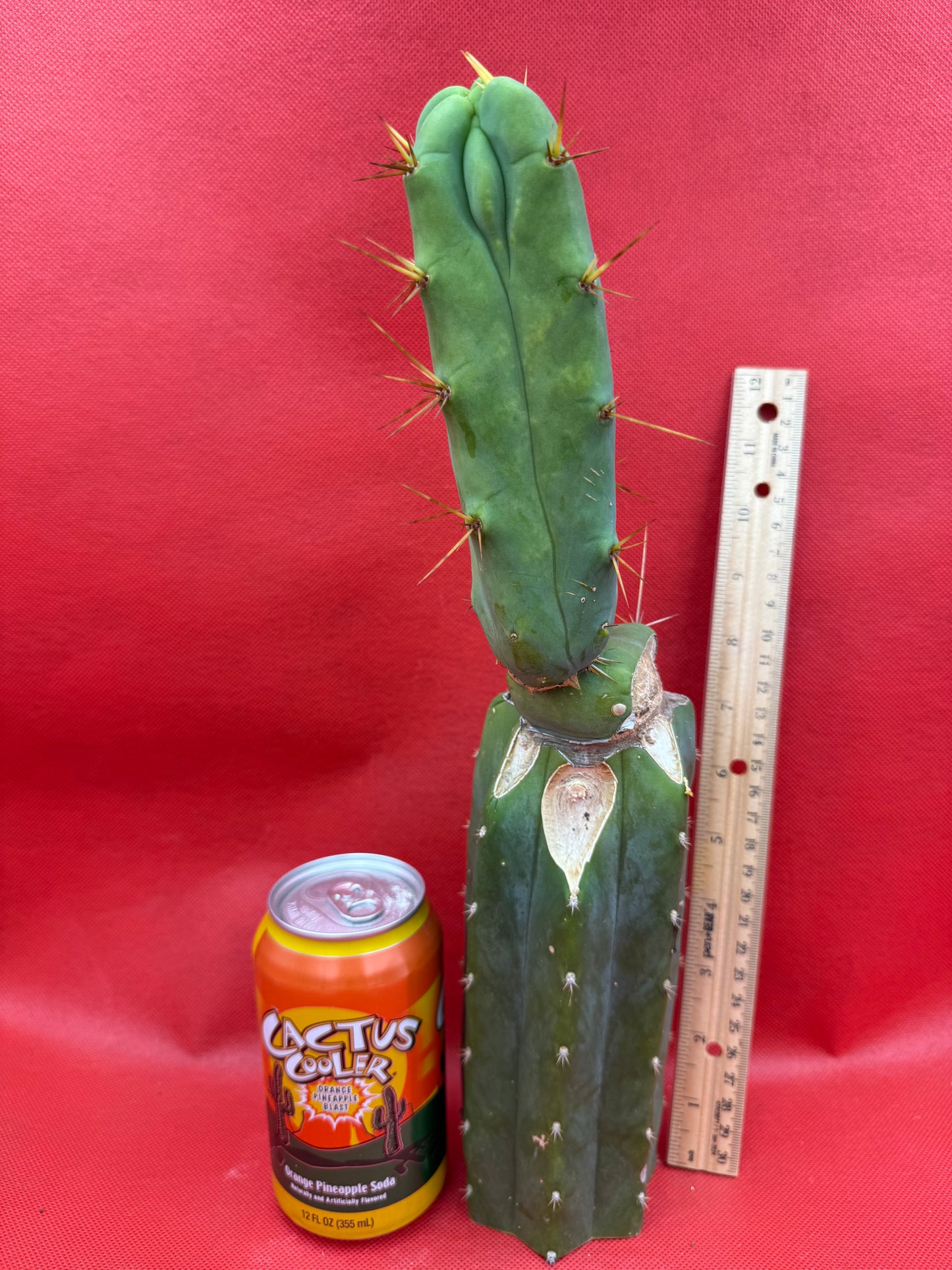 Essedon x Sina Graft , 4 winds !