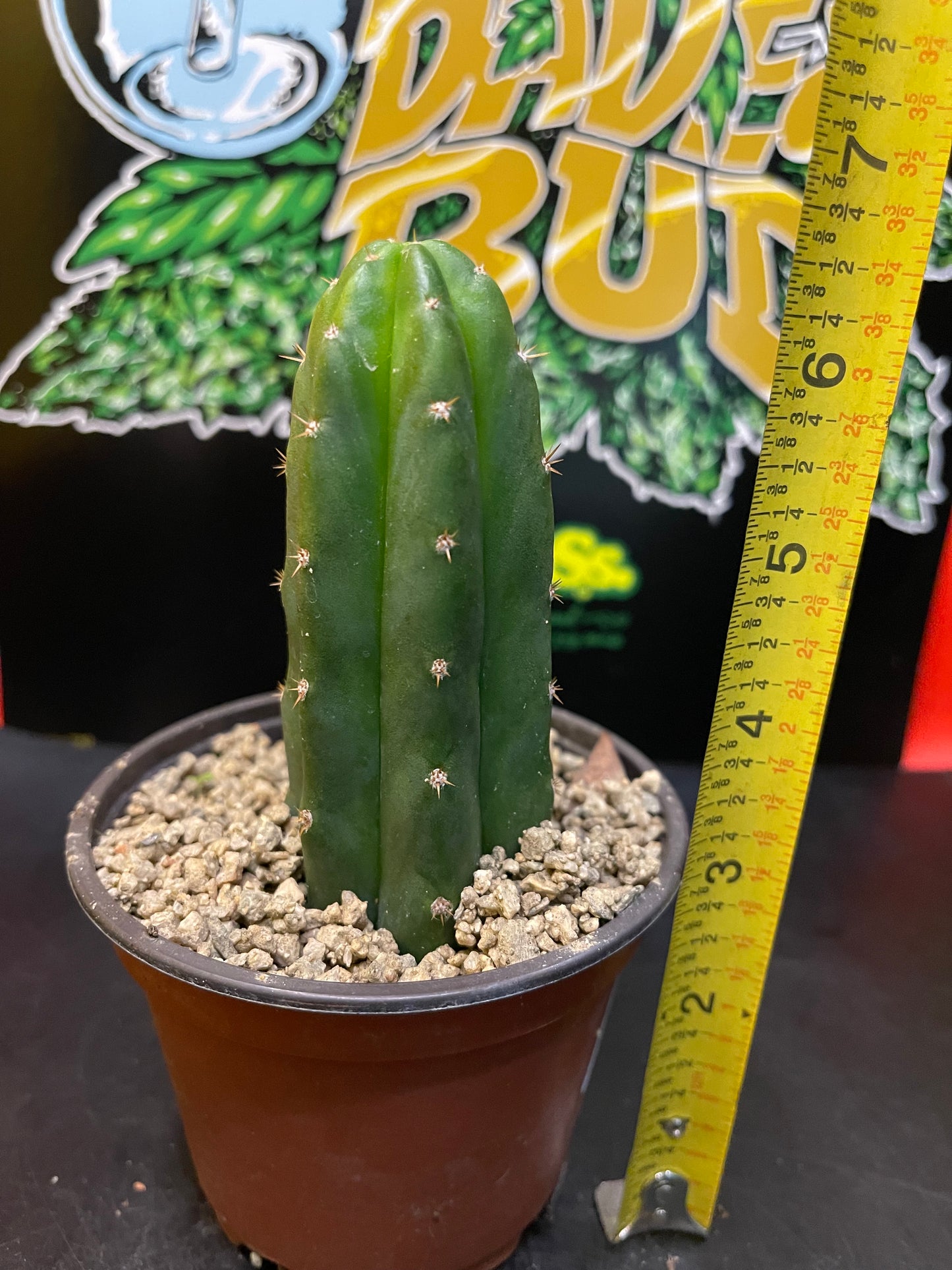 San Pedro cactus !