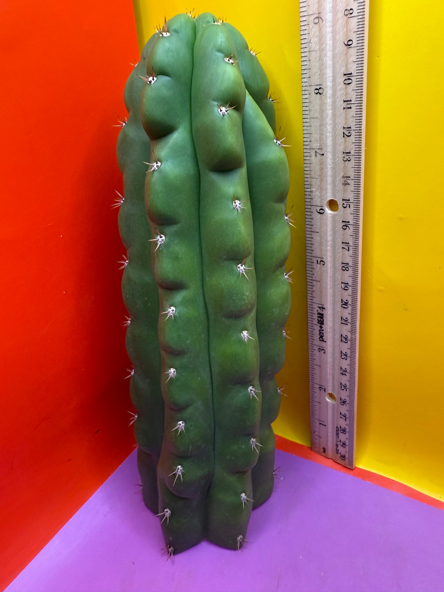 TPM ! Monstrose tricho