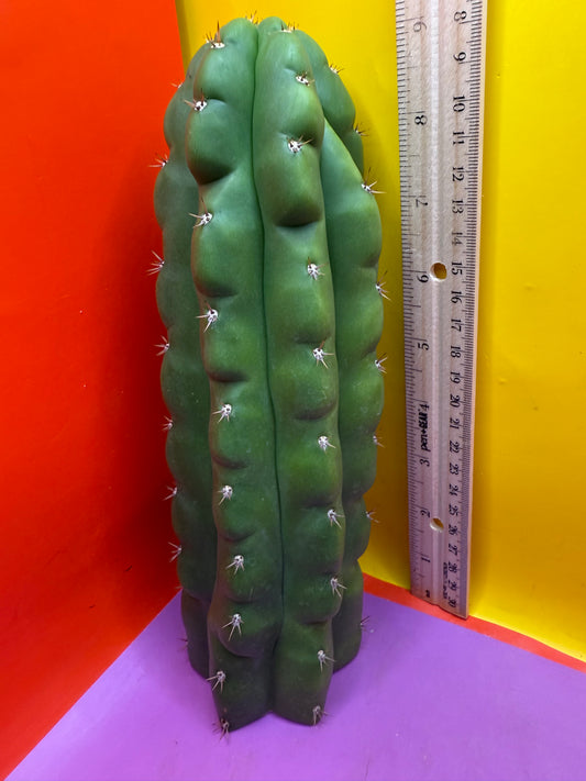 TPM ! Monstrose tricho