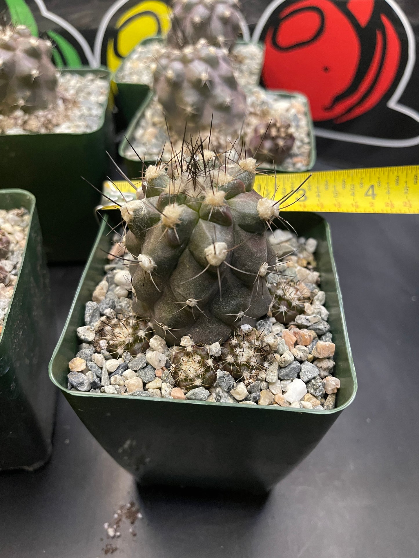 COPIAPOA HUMILIS